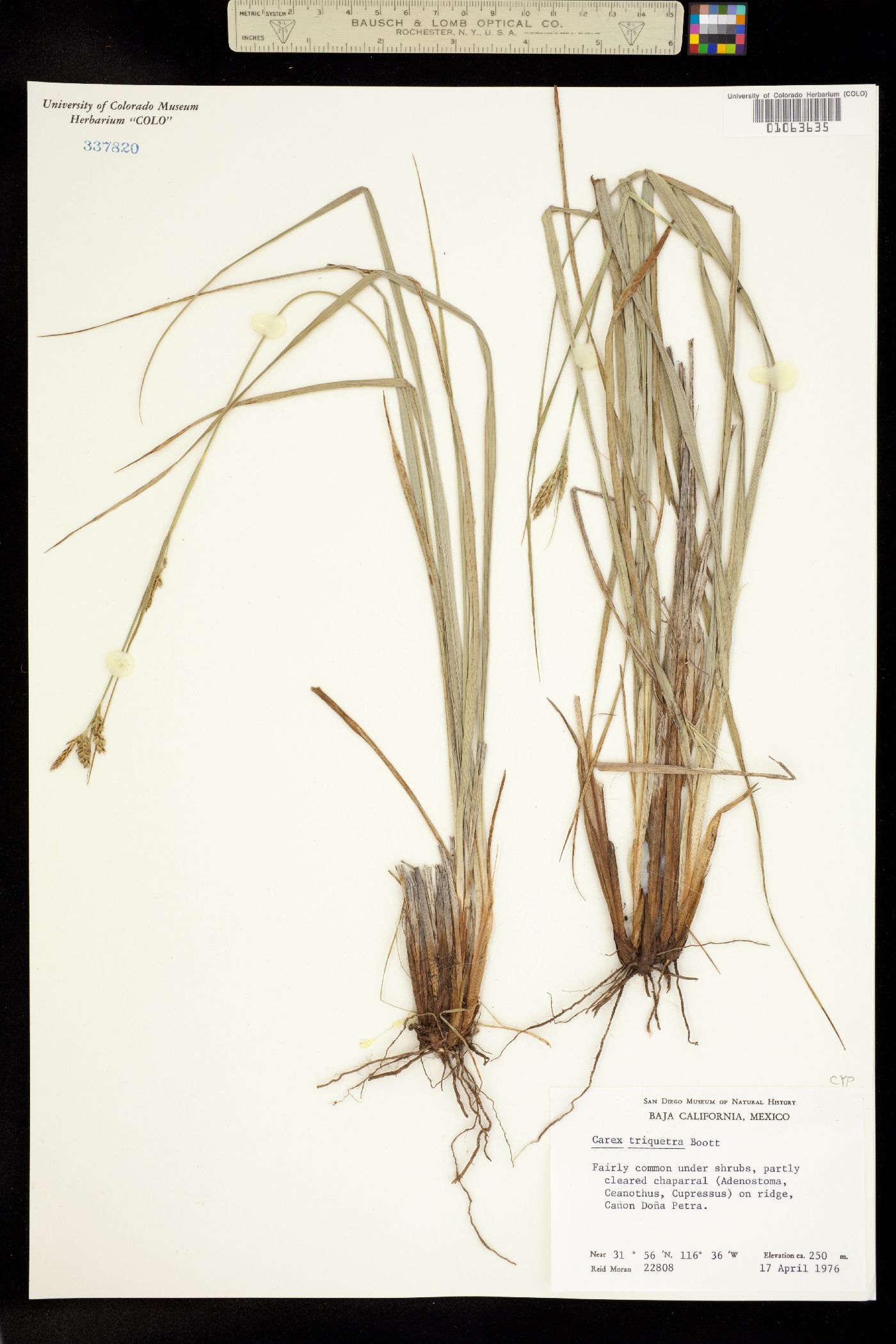 Carex triquetra image