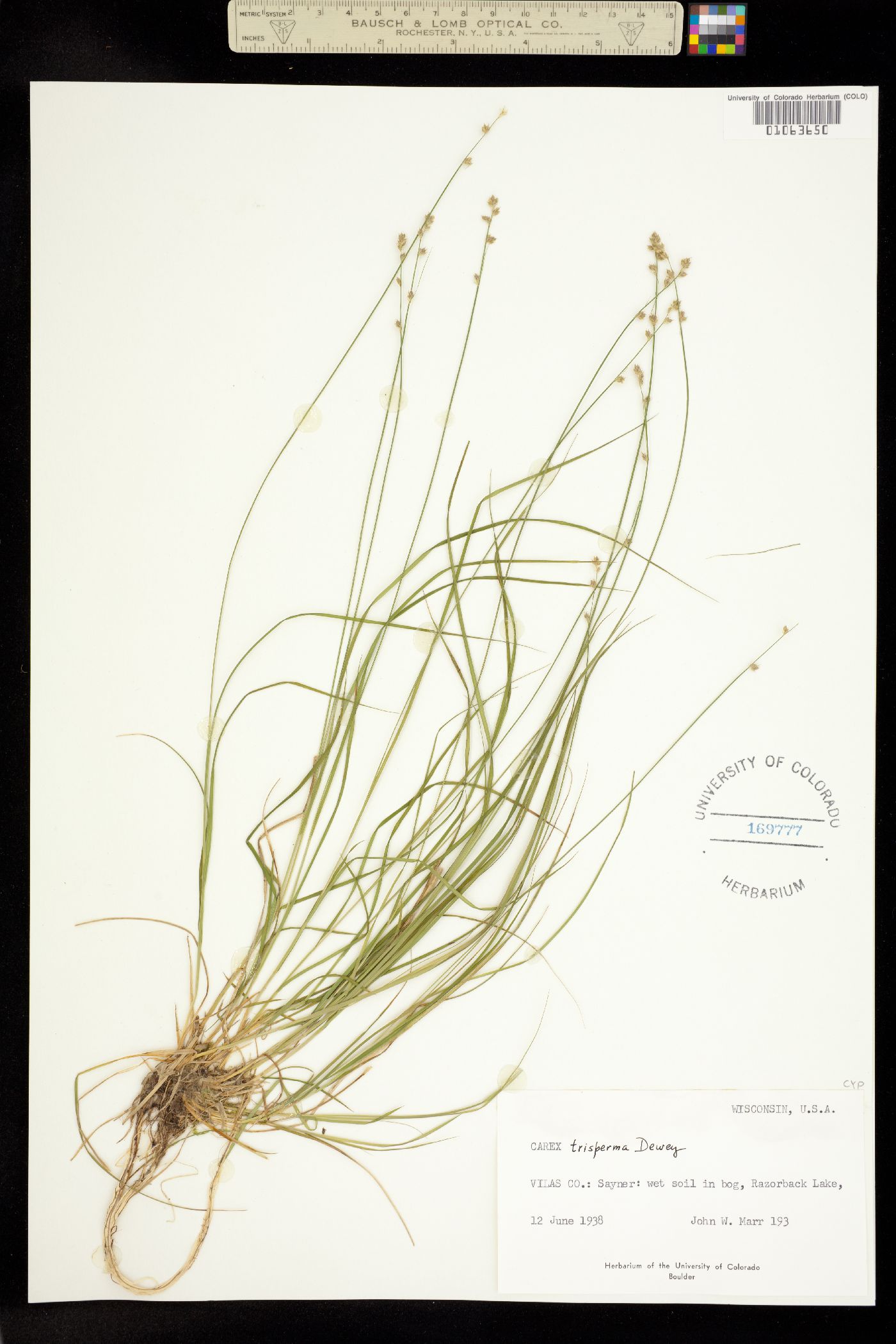 Carex trisperma image
