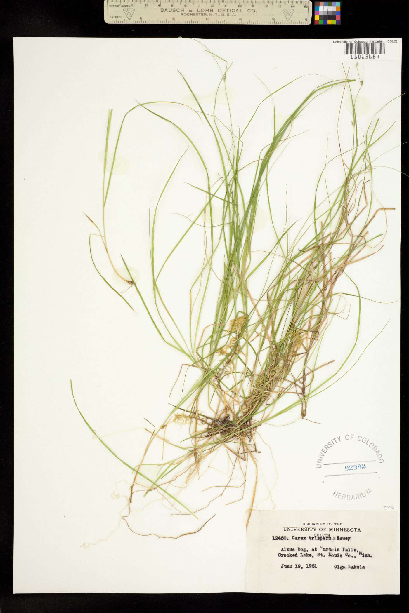 Carex trisperma image