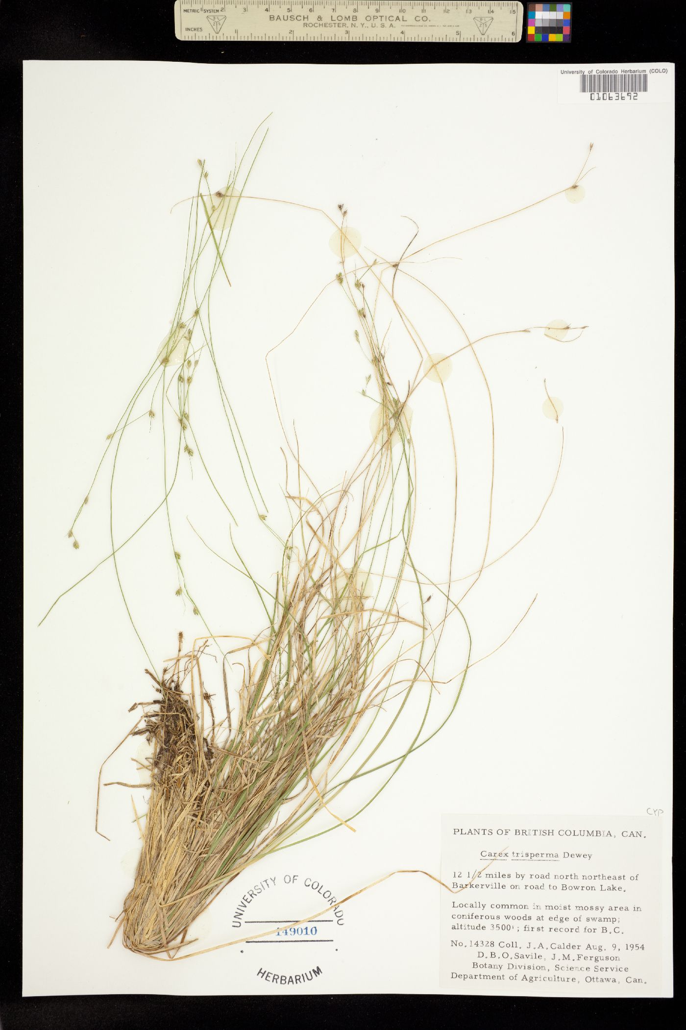 Carex trisperma image