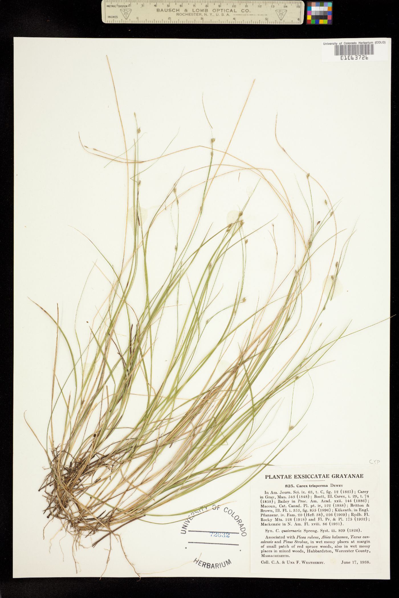Carex trisperma image