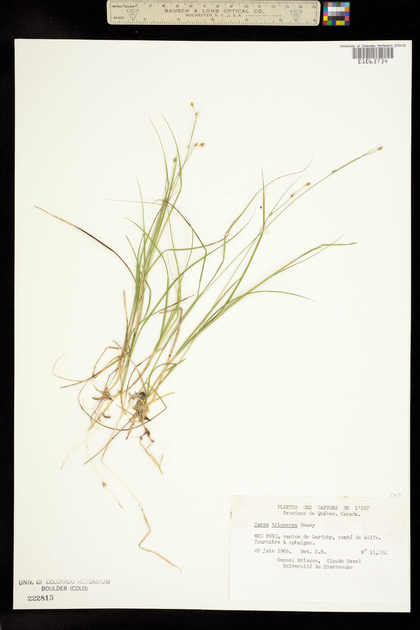 Carex trisperma image