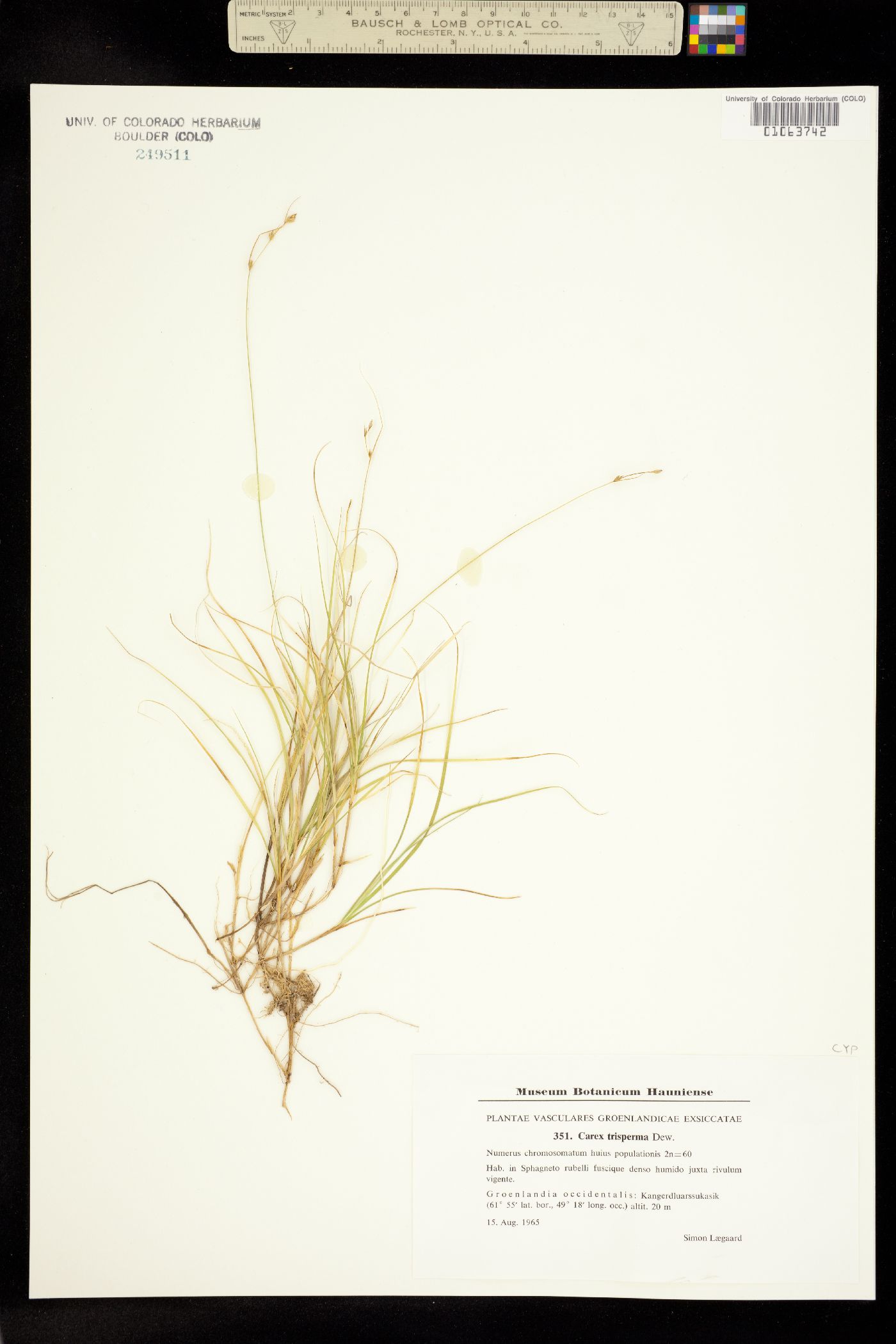 Carex trisperma image