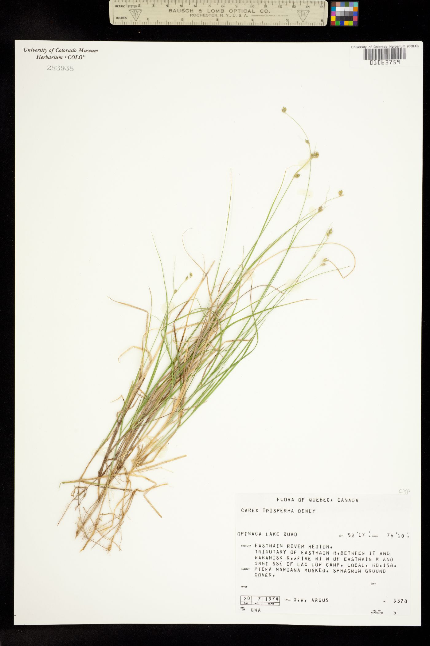 Carex trisperma image