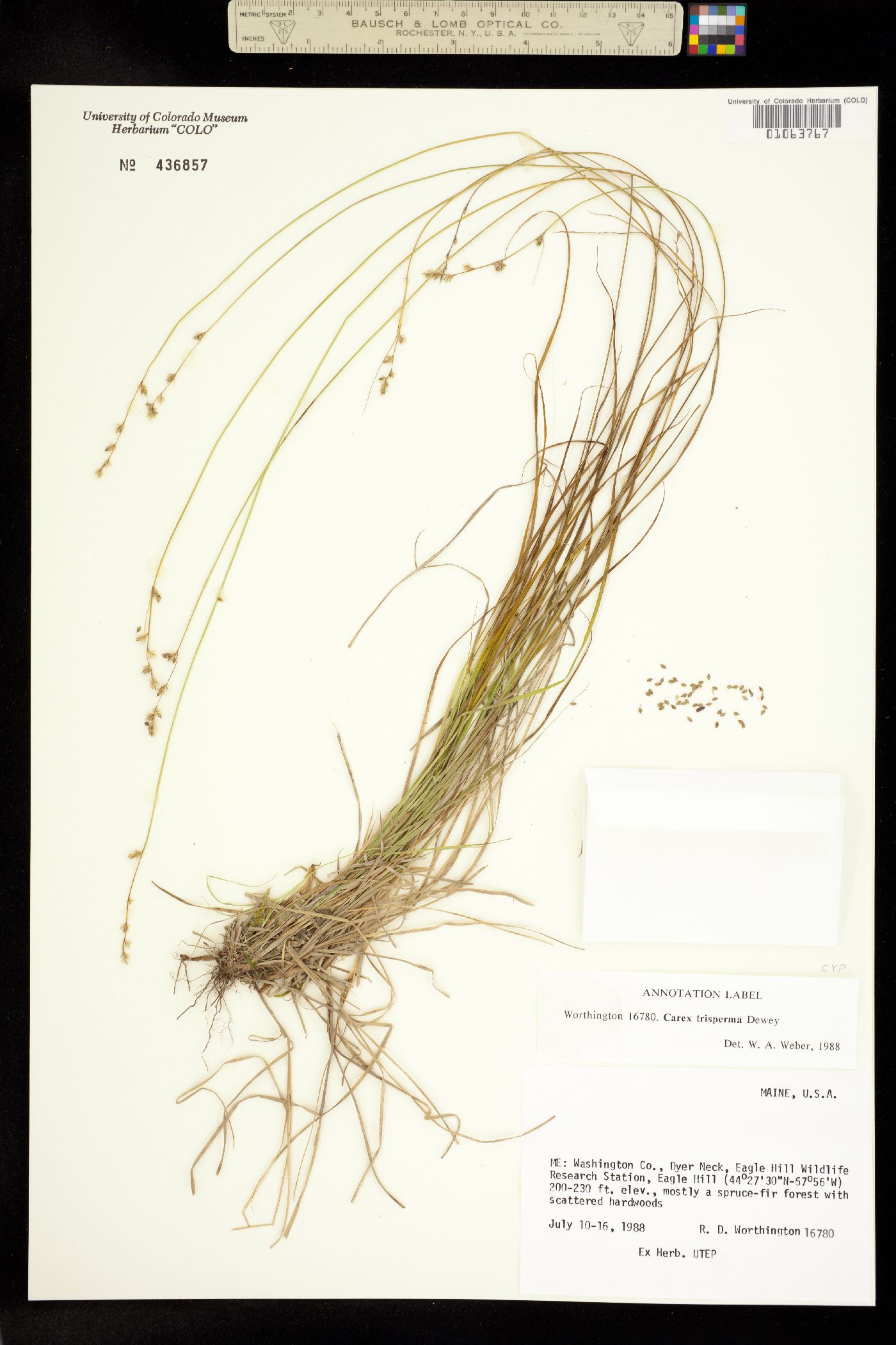 Carex trisperma image