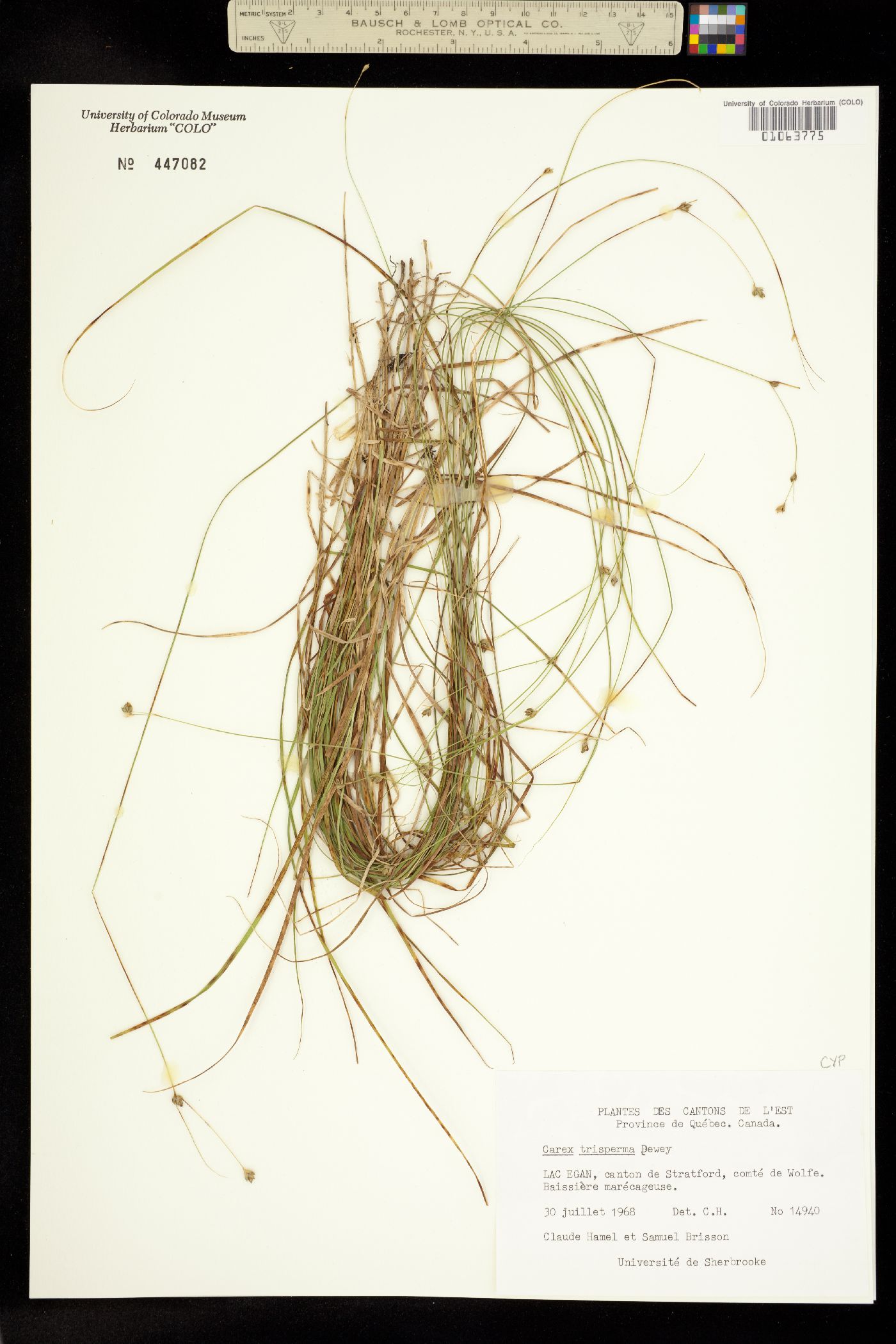 Carex trisperma image