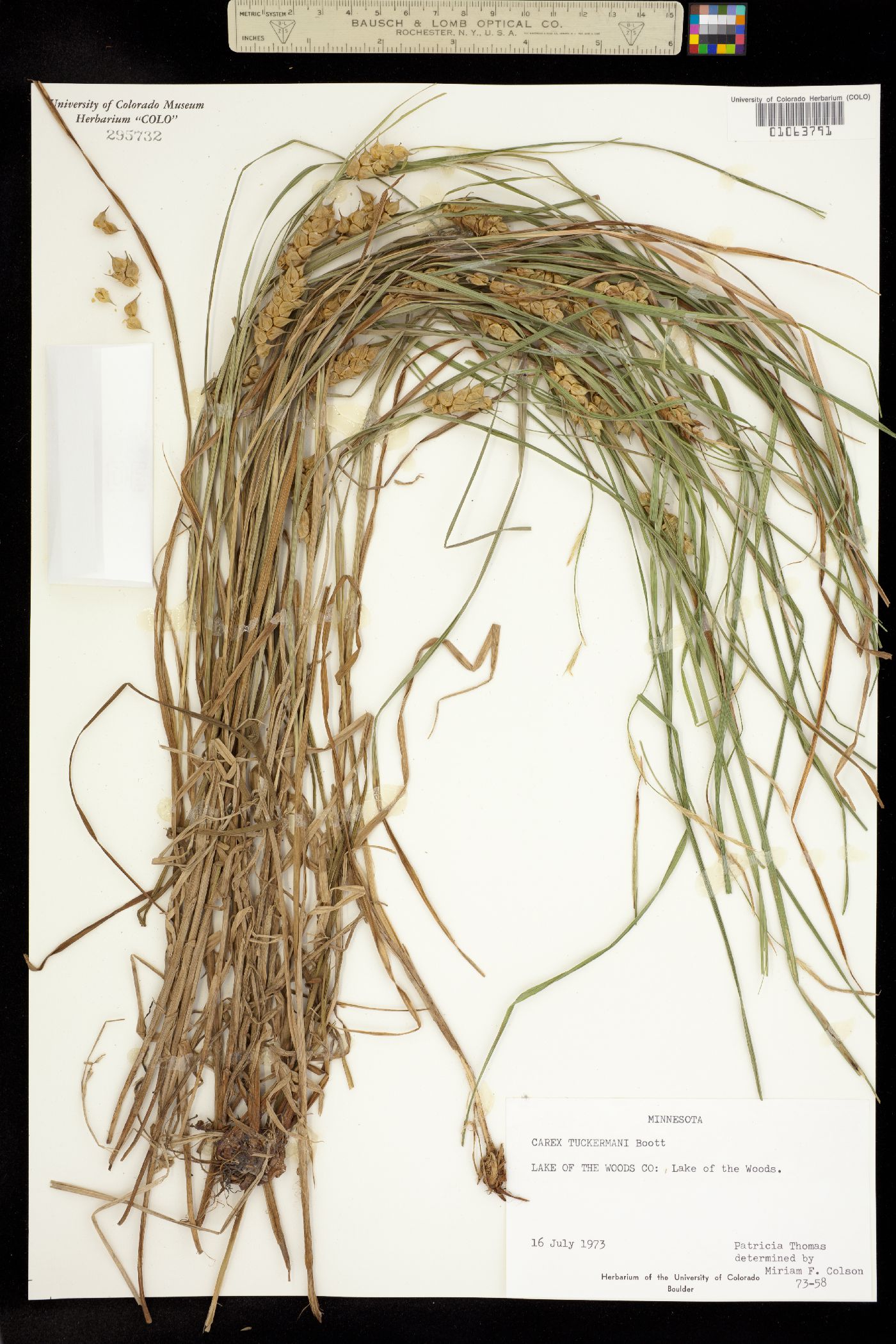 Carex tuckermanii image