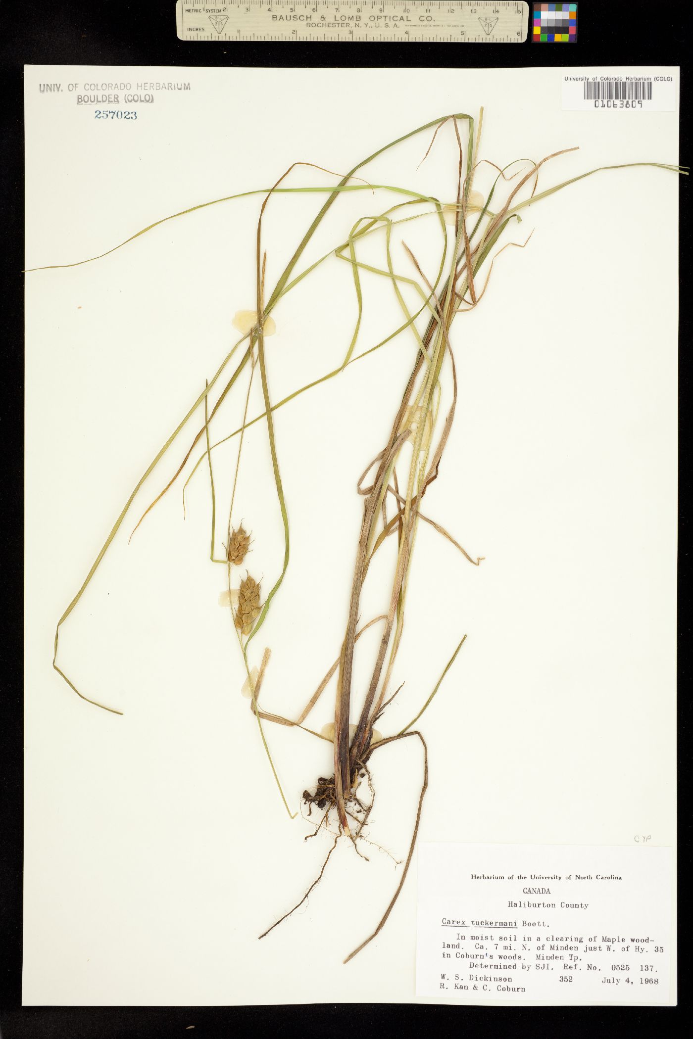 Carex tuckermanii image