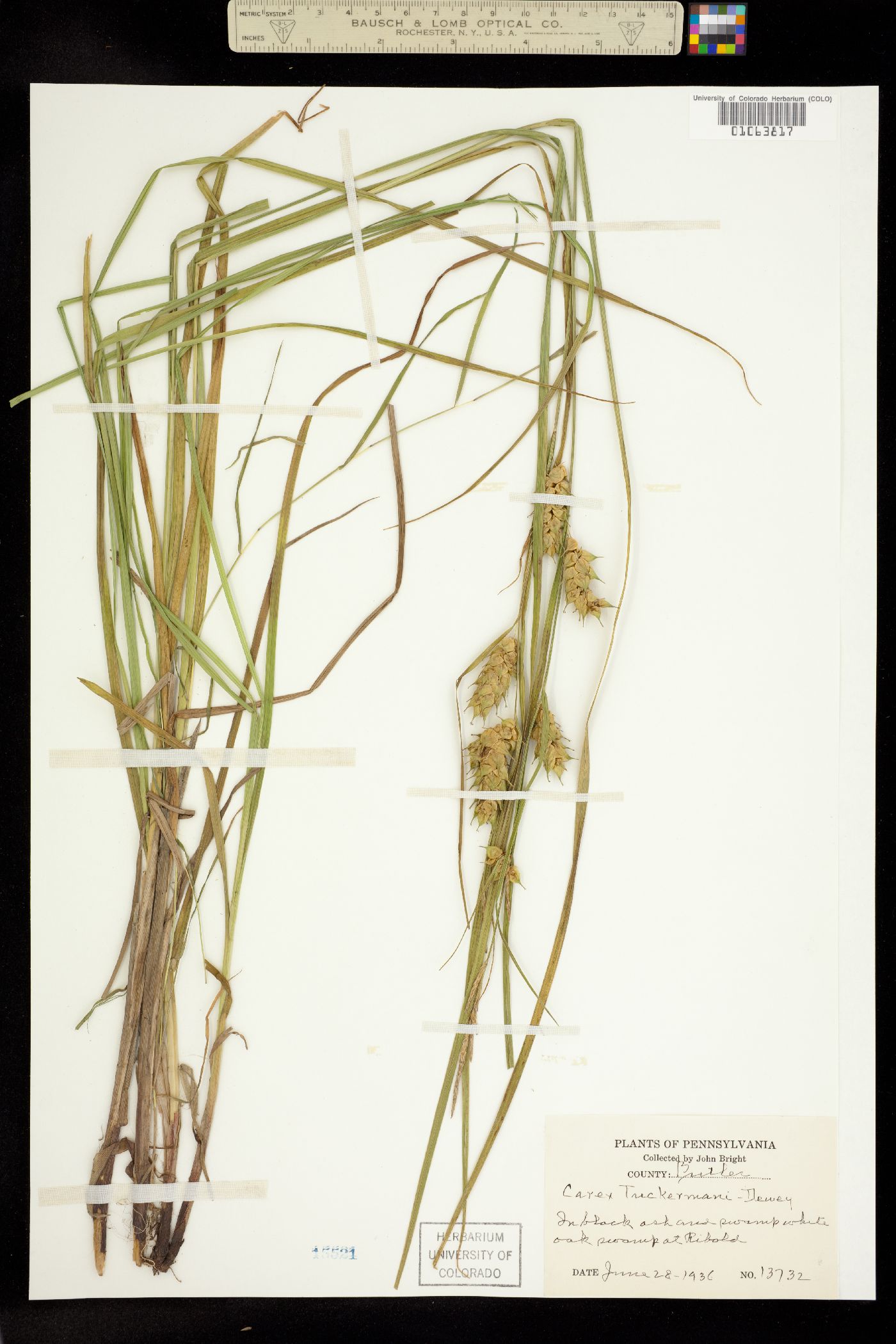 Carex tuckermanii image