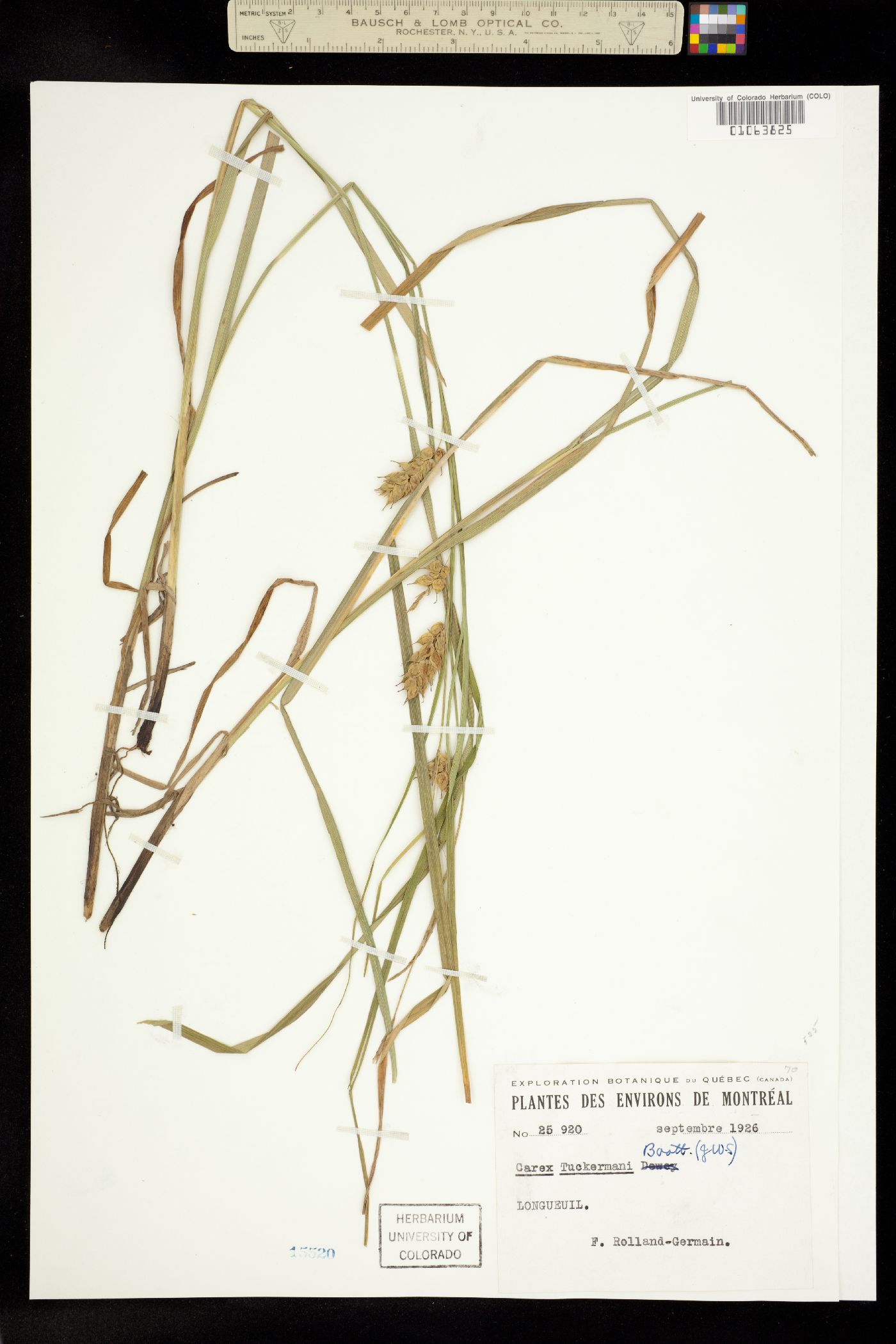 Carex tuckermanii image