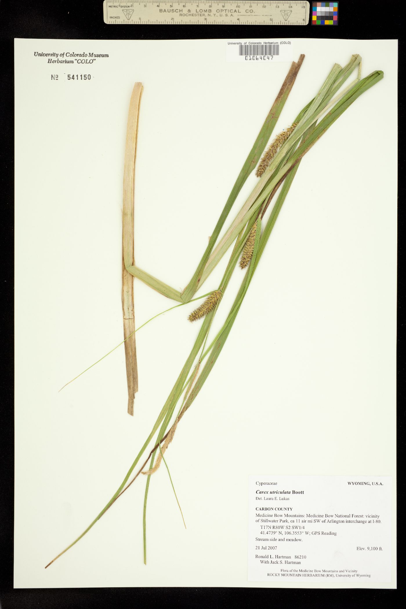 Carex utriculata image