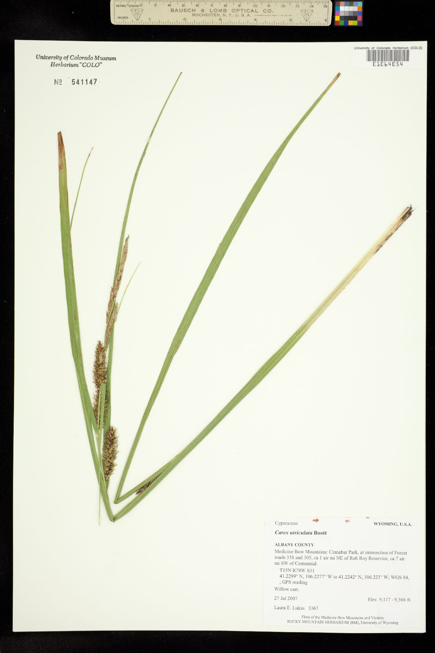 Carex utriculata image