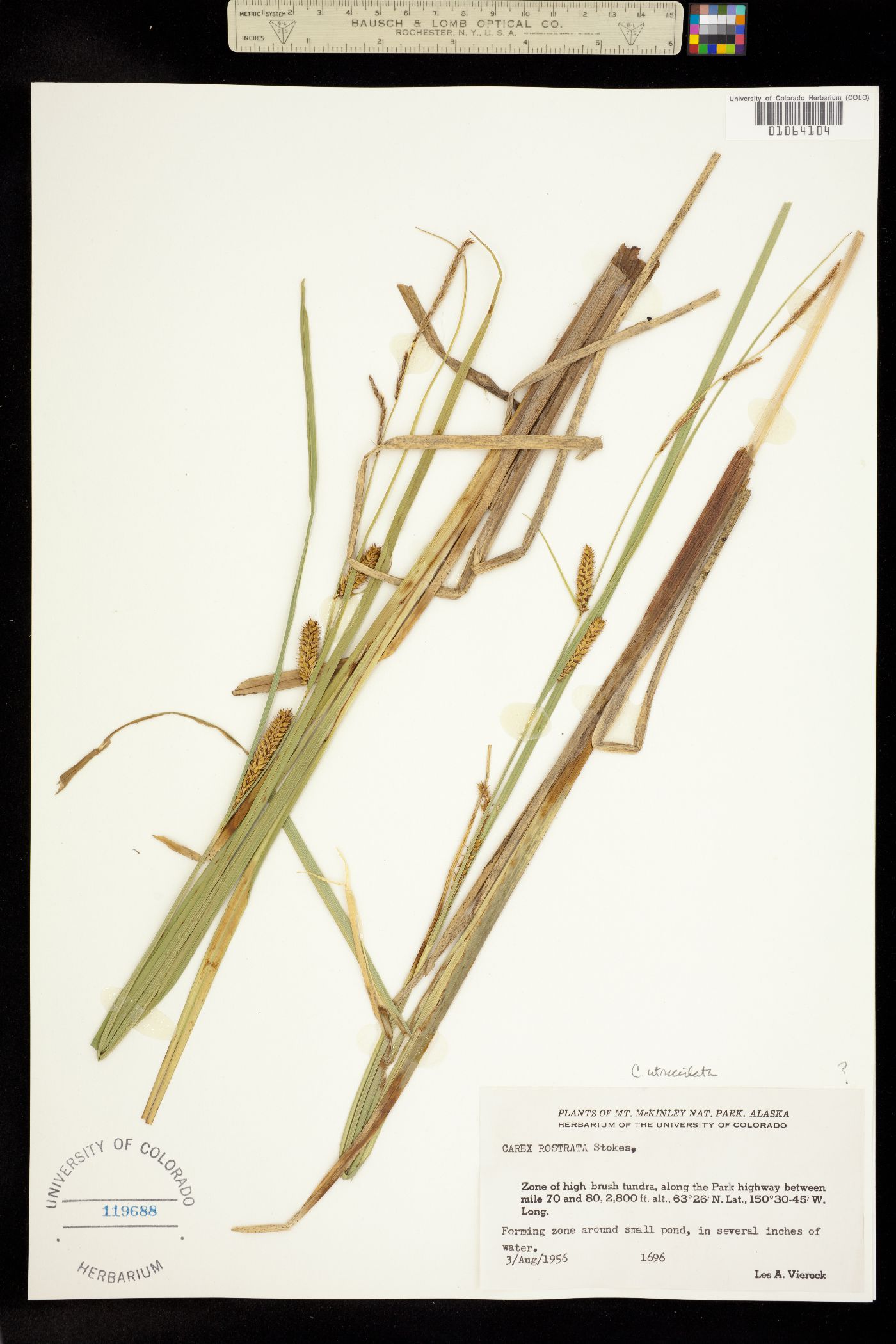 Carex utriculata image