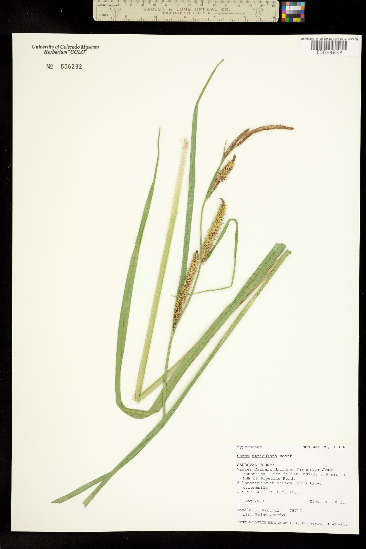 Carex utriculata image