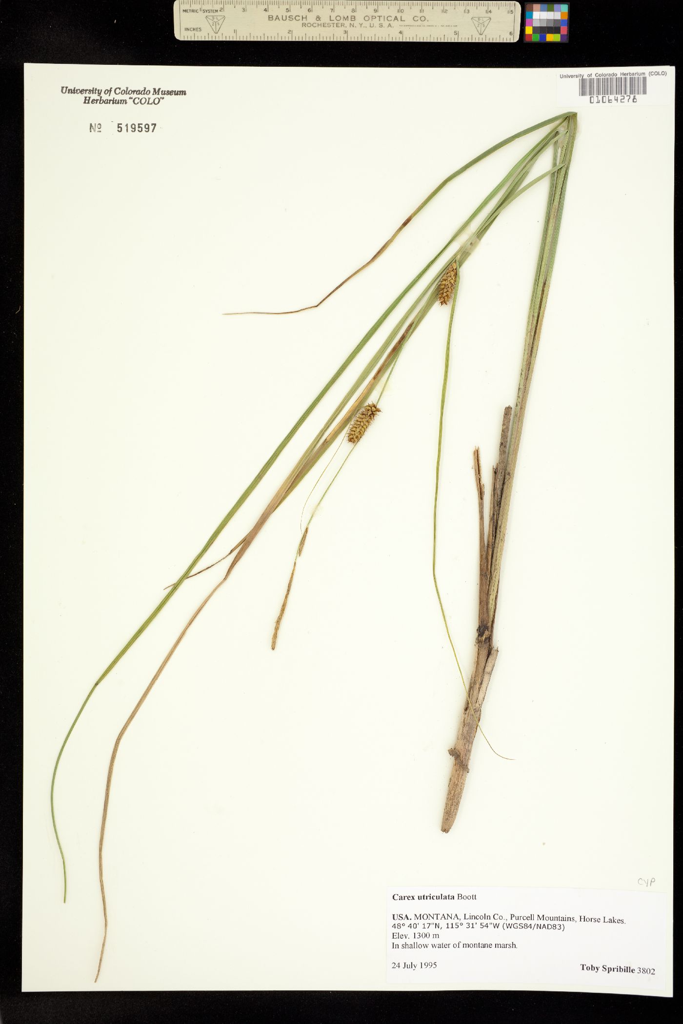 Carex utriculata image