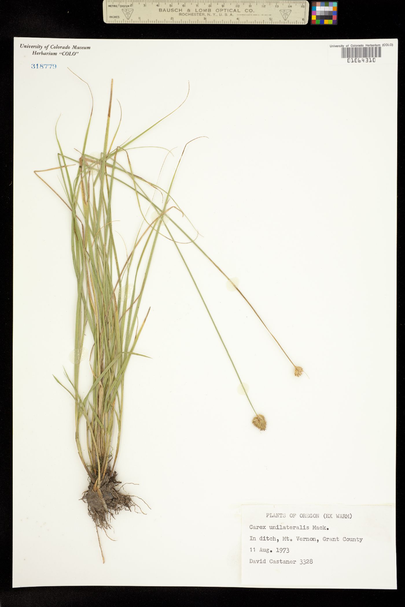 Carex unilateralis image