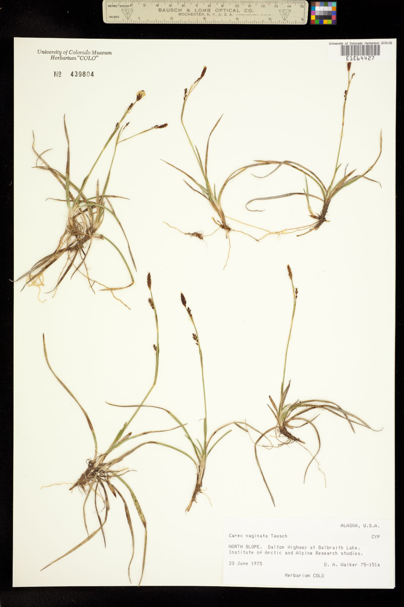 Carex vaginata image