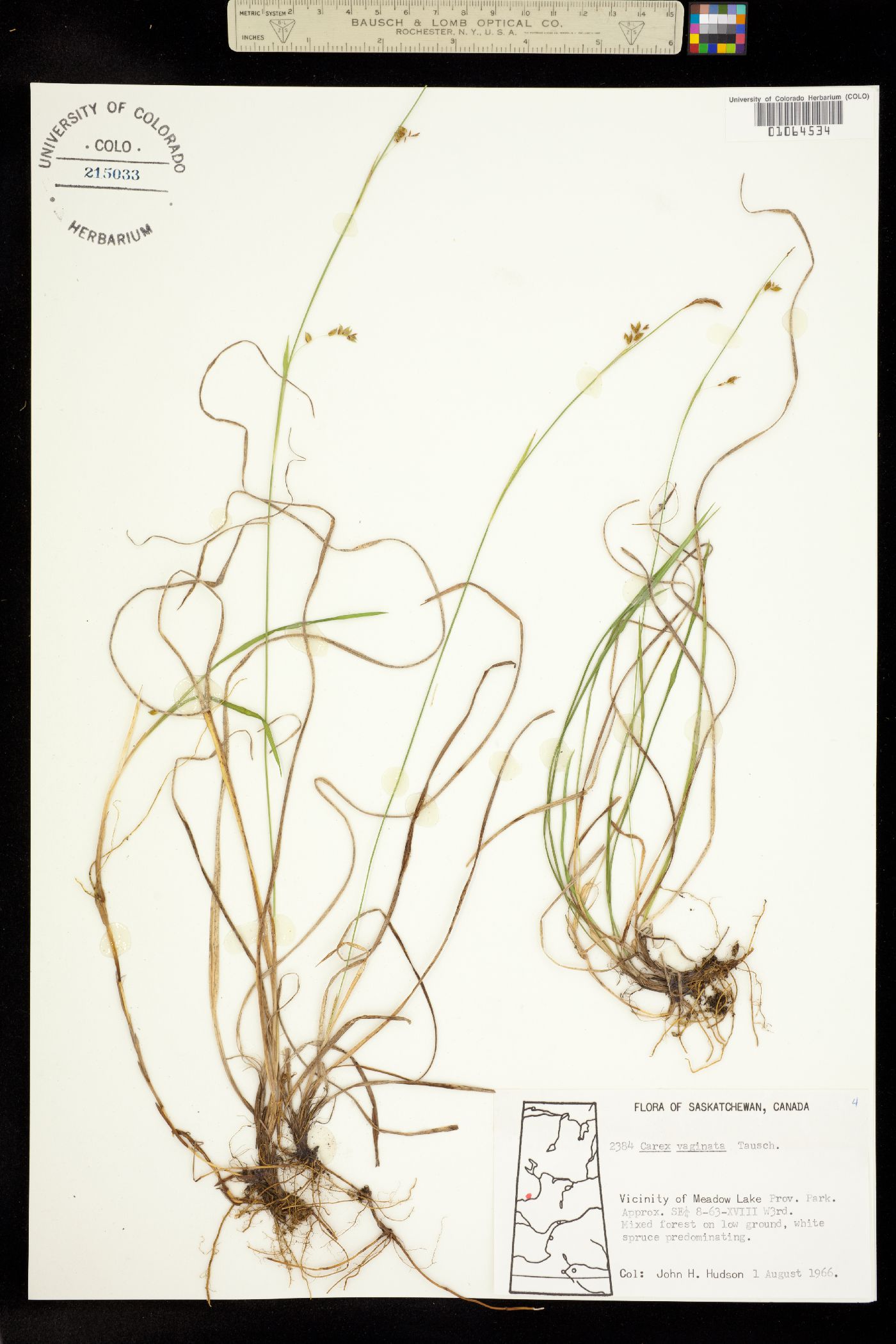 Carex vaginata image