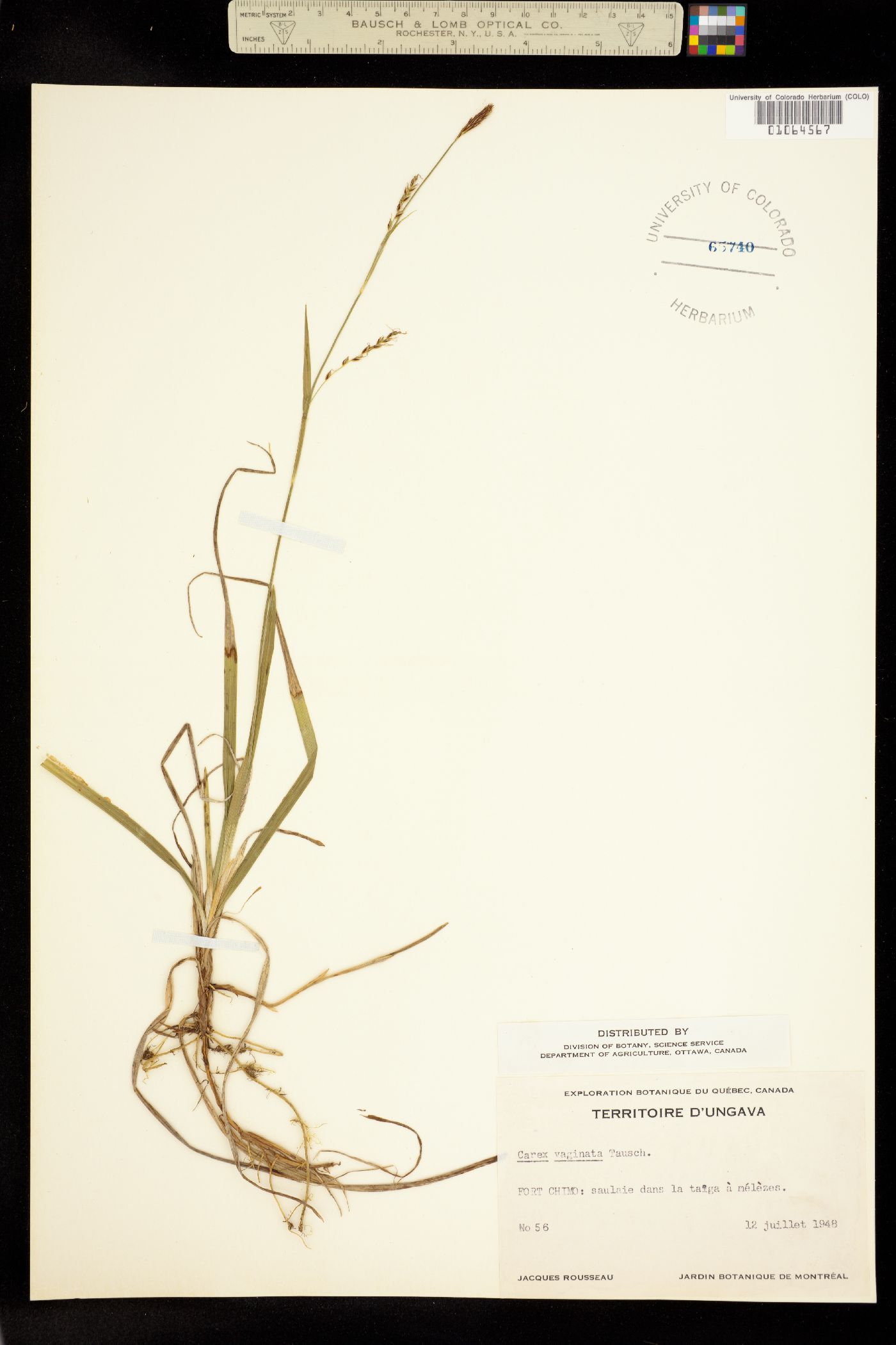 Carex vaginata image