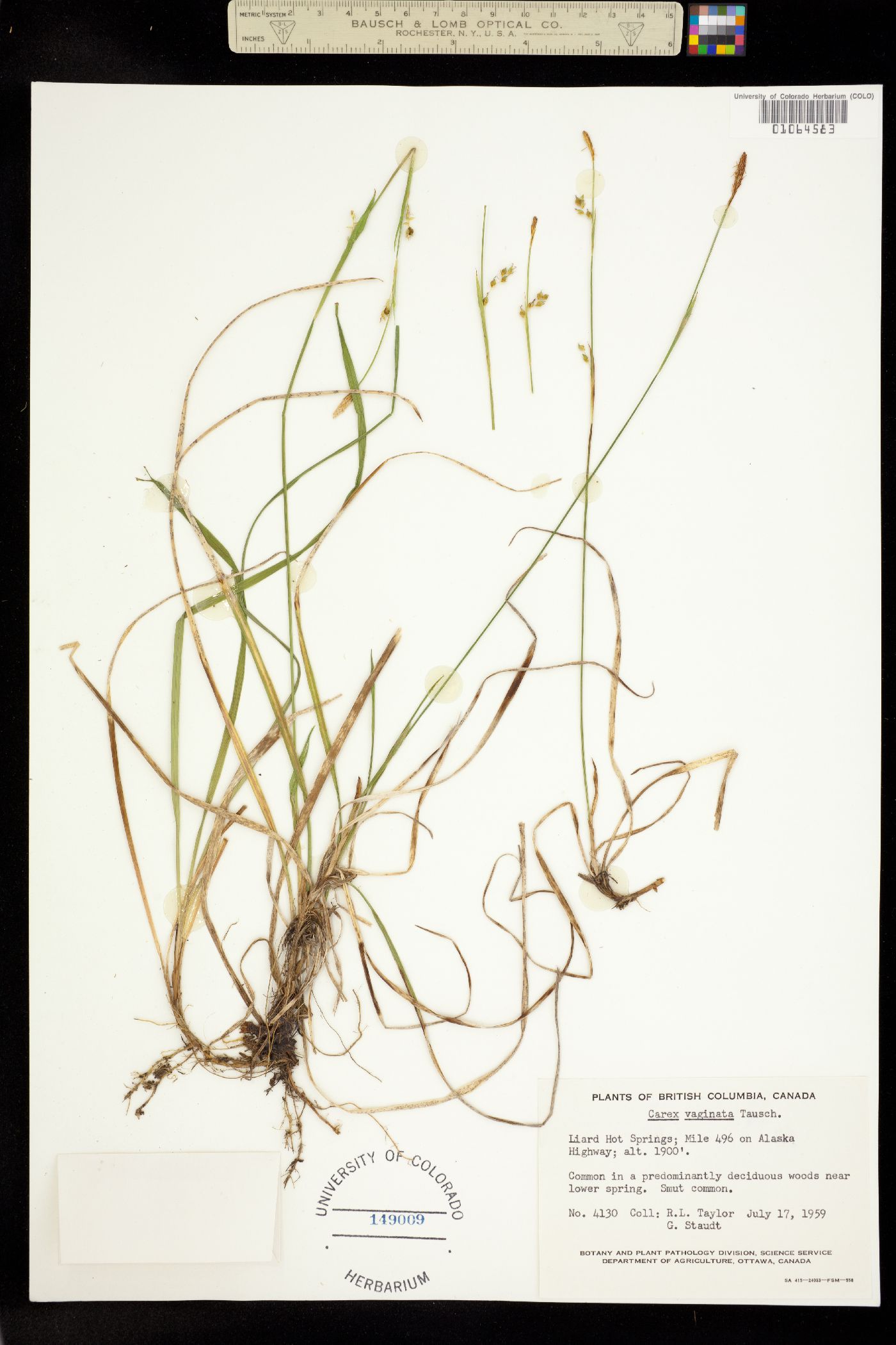 Carex vaginata image