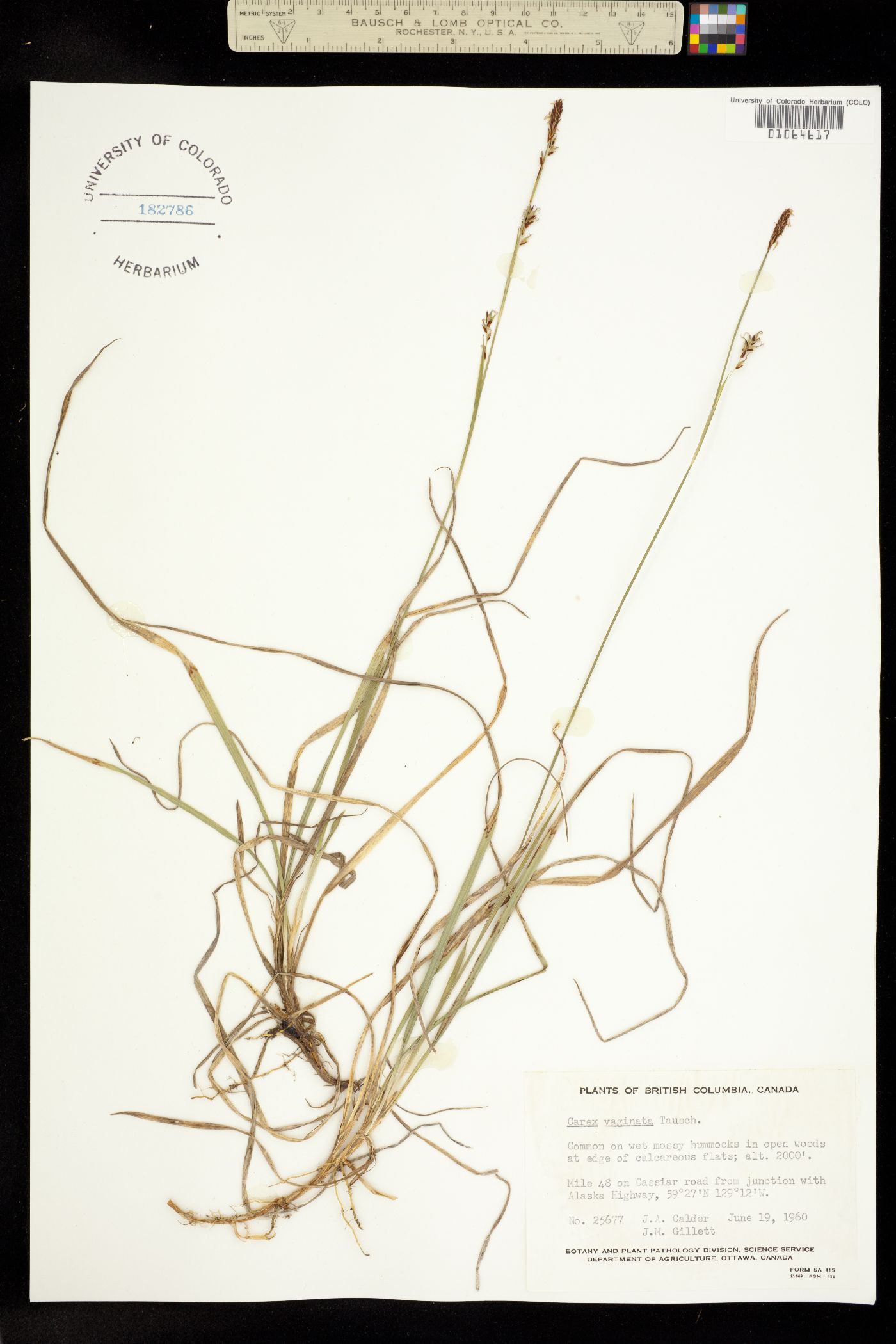 Carex vaginata image