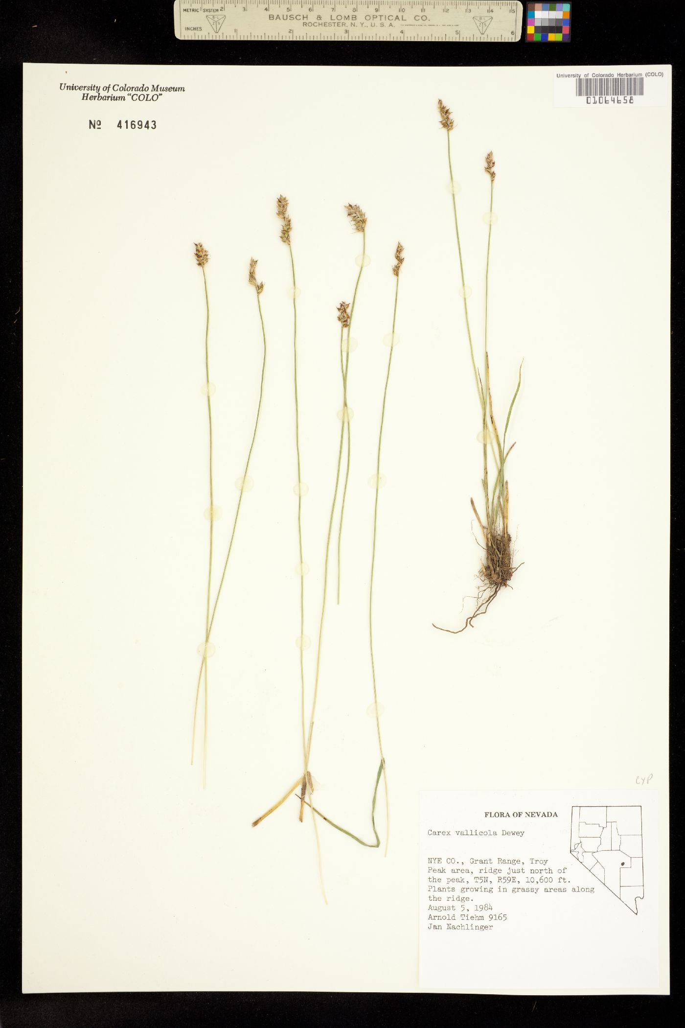 Carex vallicola image