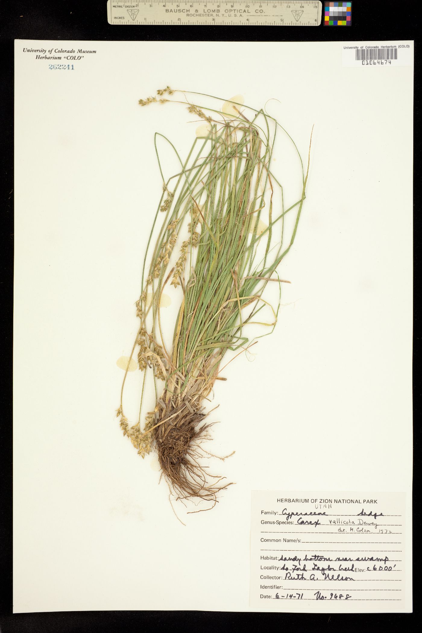 Carex vallicola image