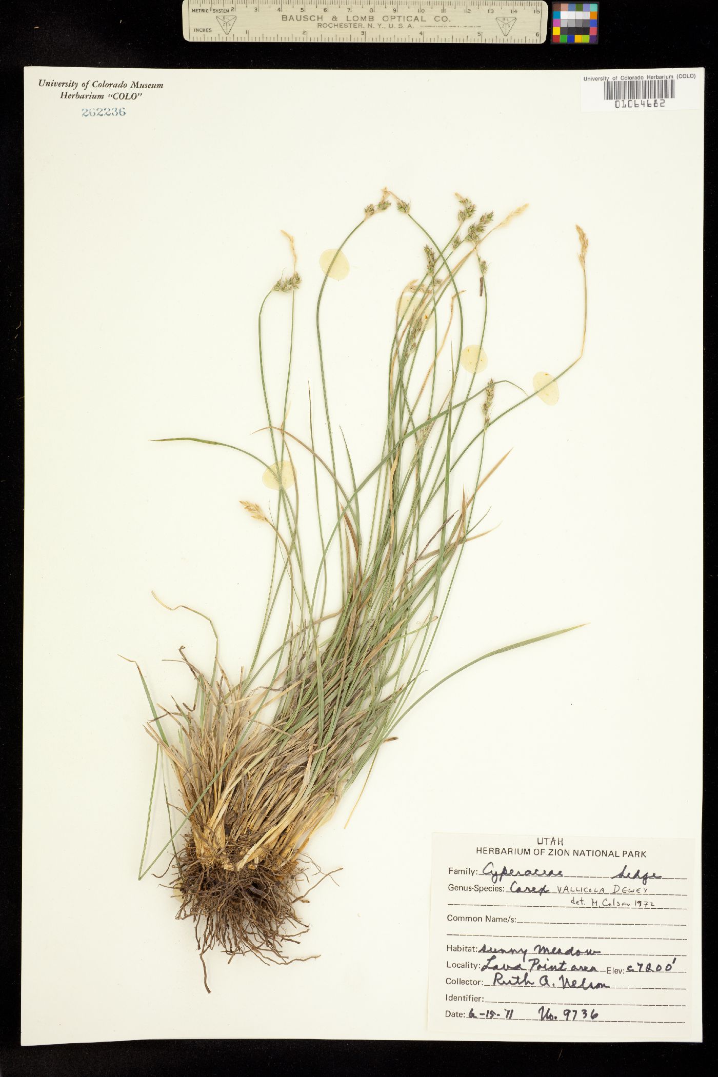 Carex vallicola image