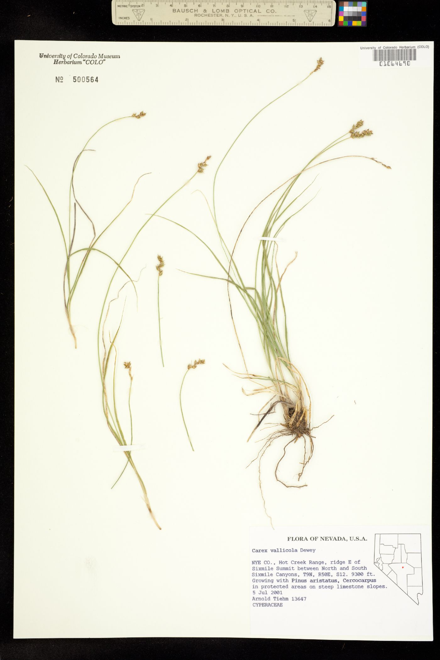 Carex vallicola image