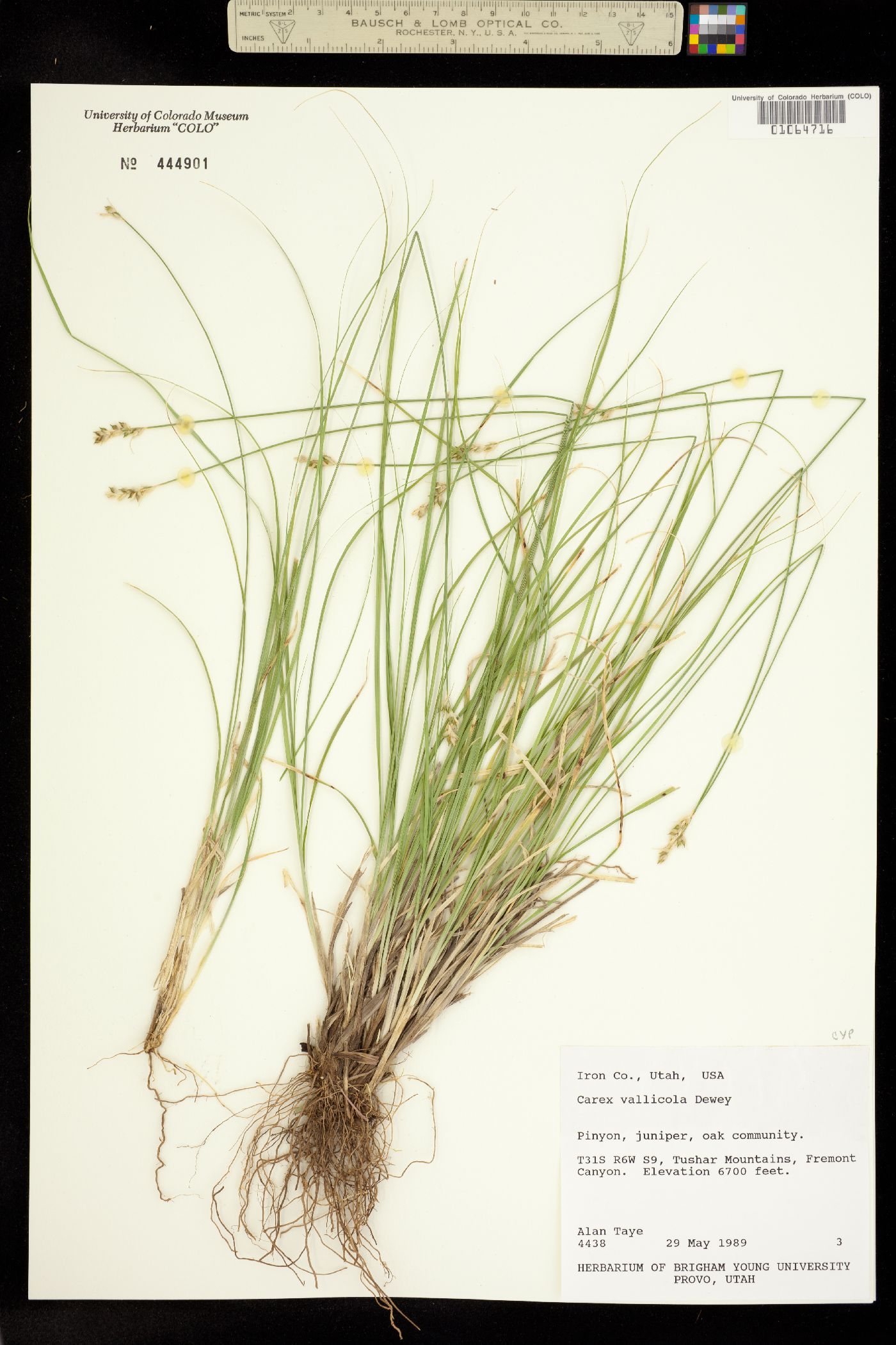 Carex vallicola image