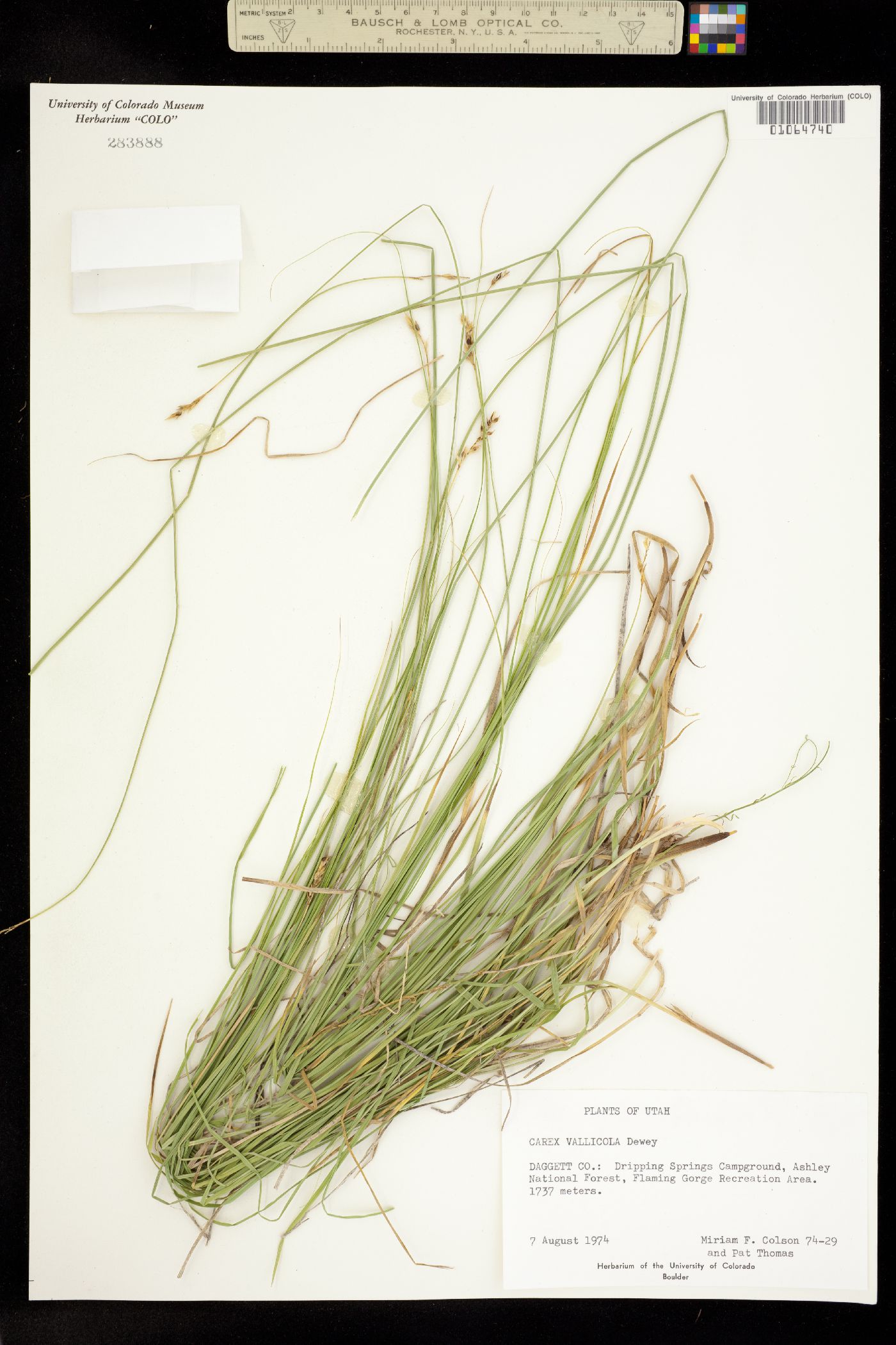 Carex vallicola image