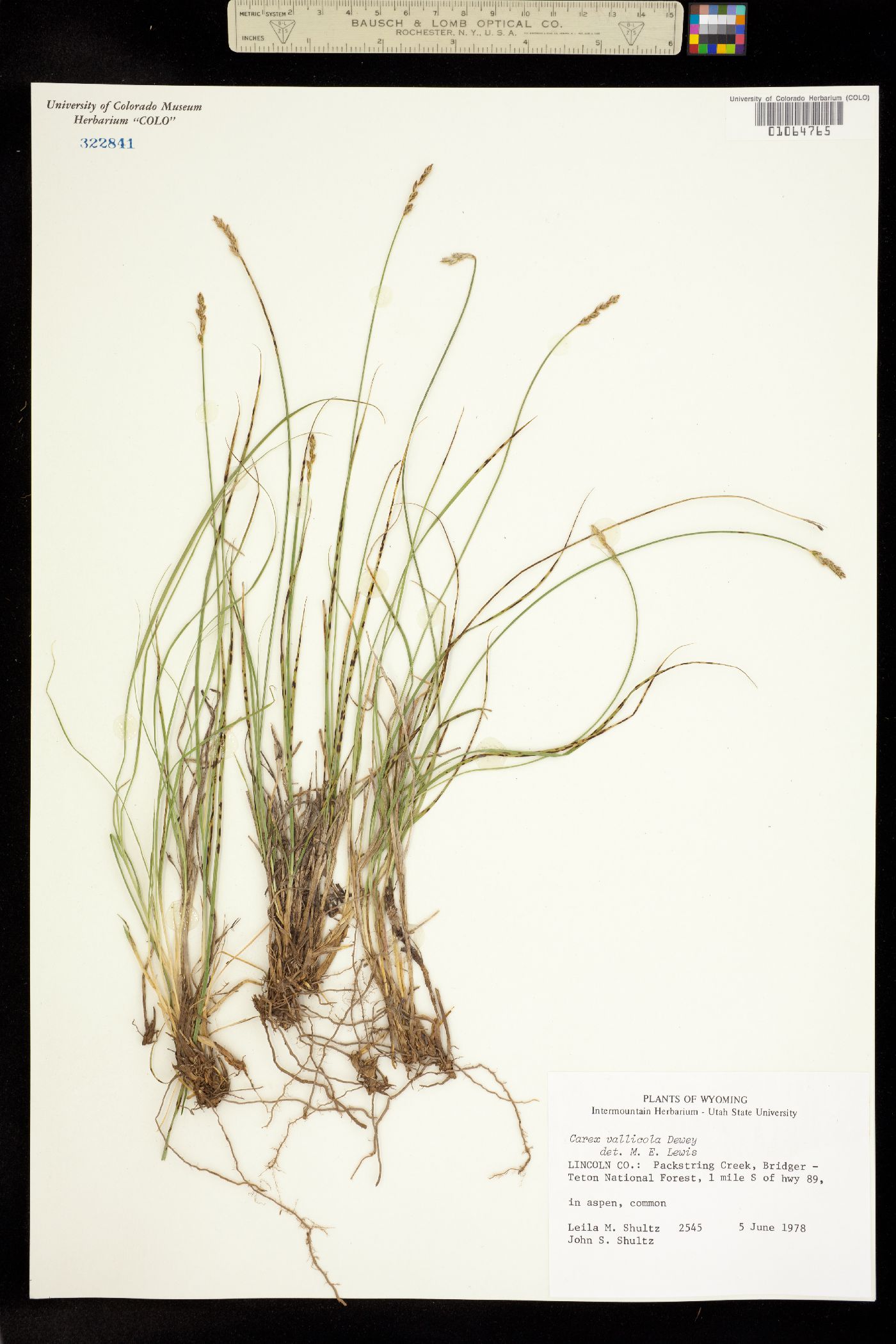 Carex vallicola image