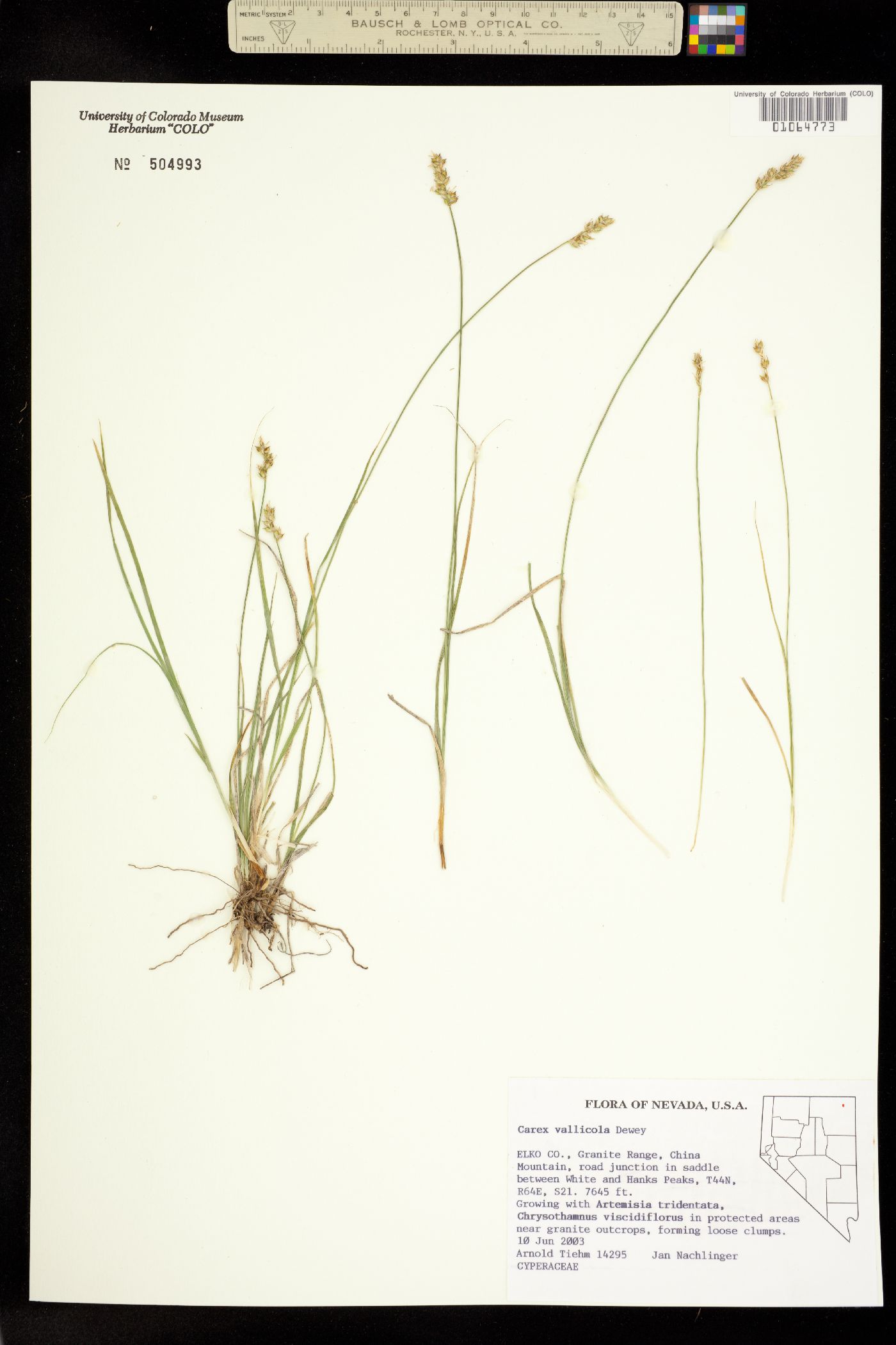 Carex vallicola image