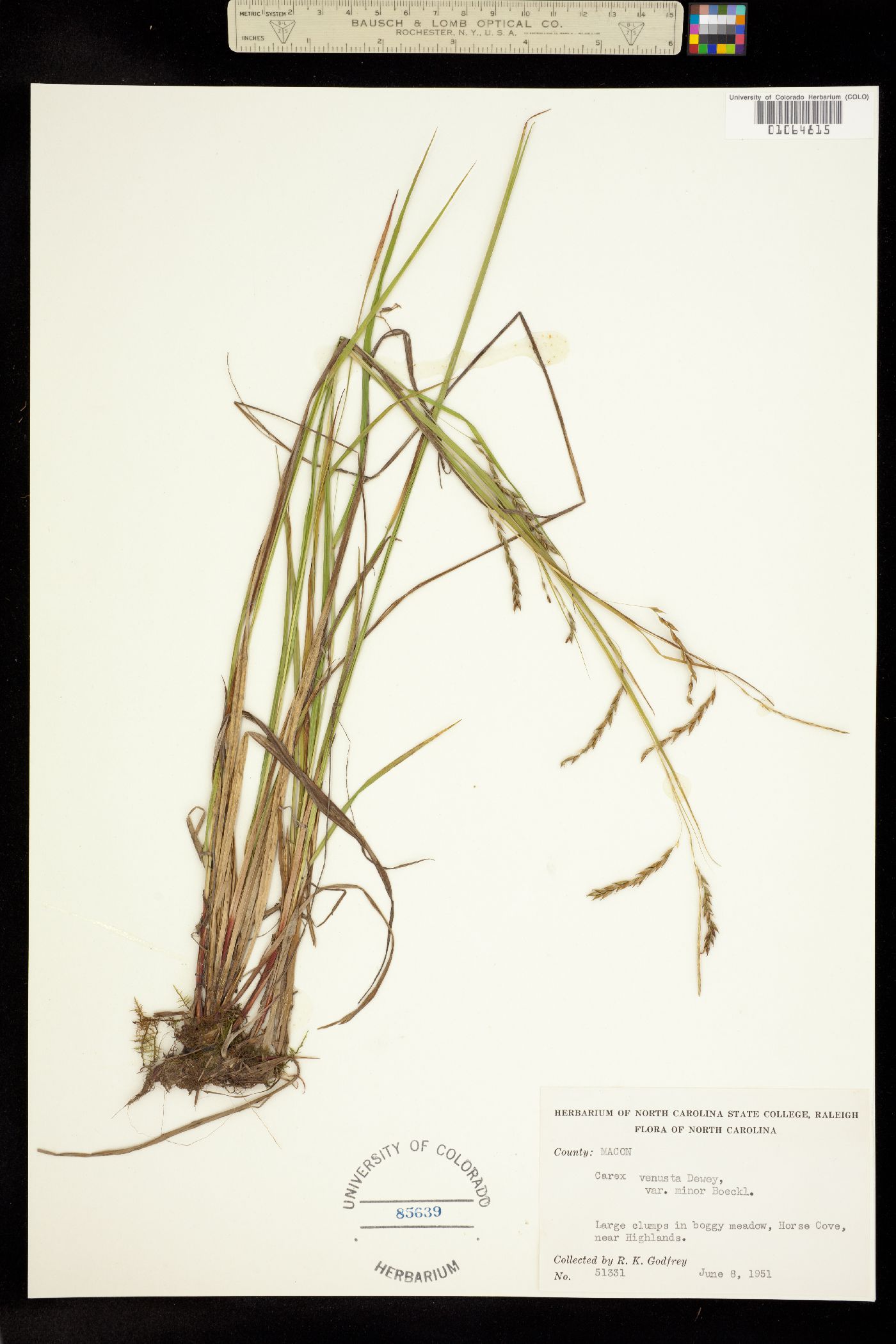 Carex venusta image