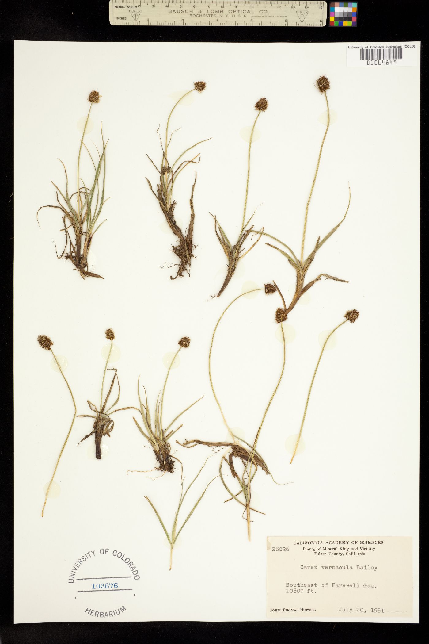 Carex vernacula image