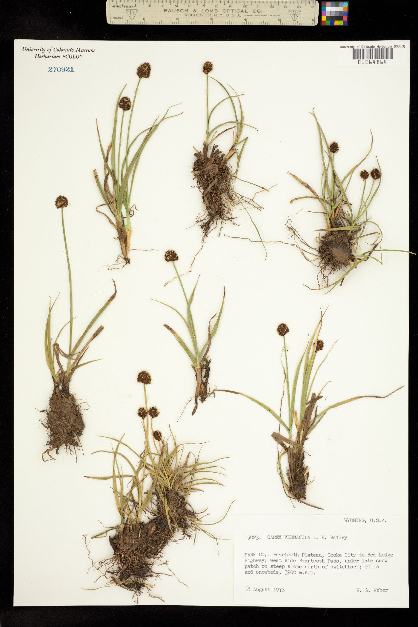 Carex vernacula image