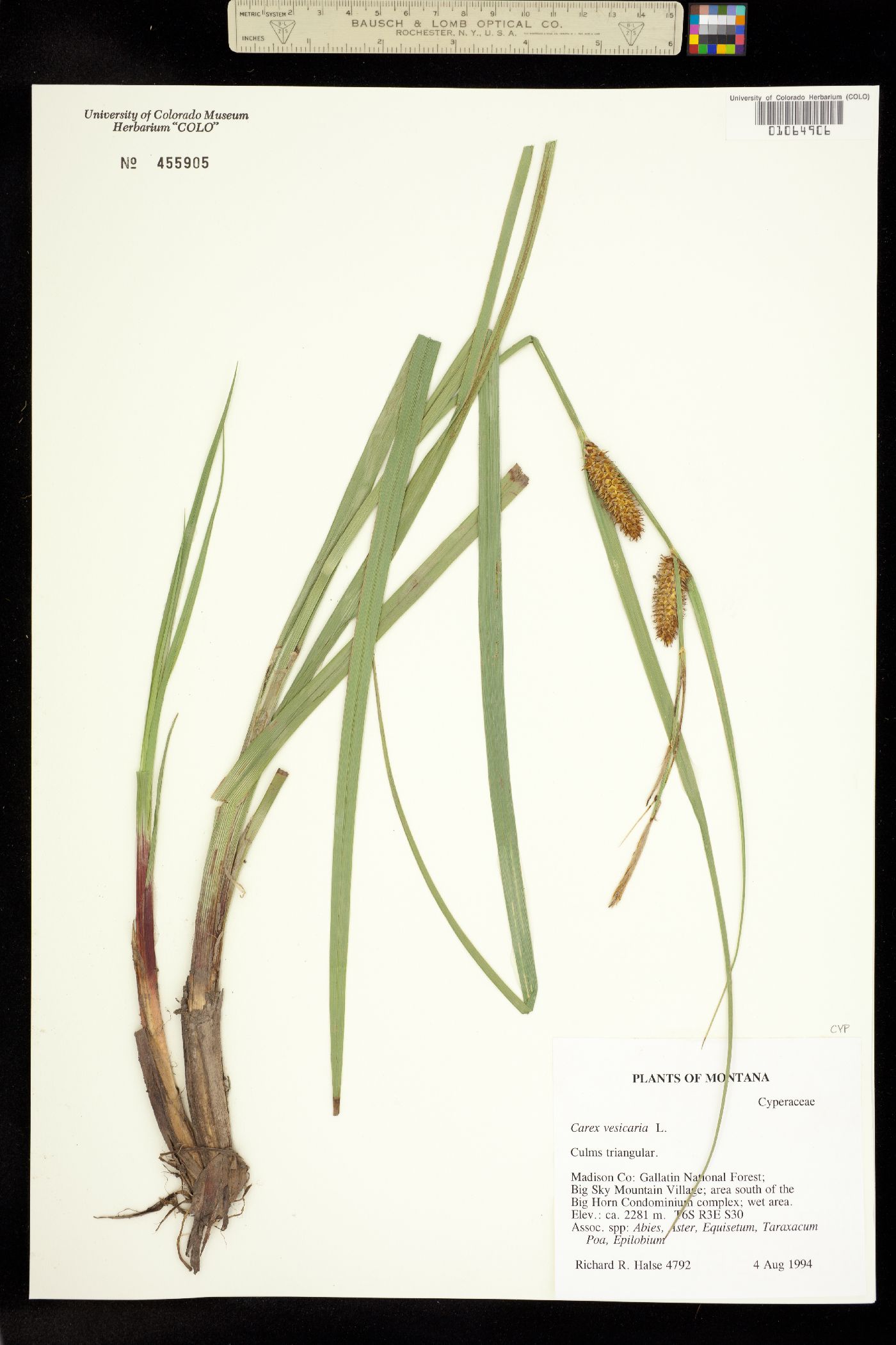 Carex vesicaria image
