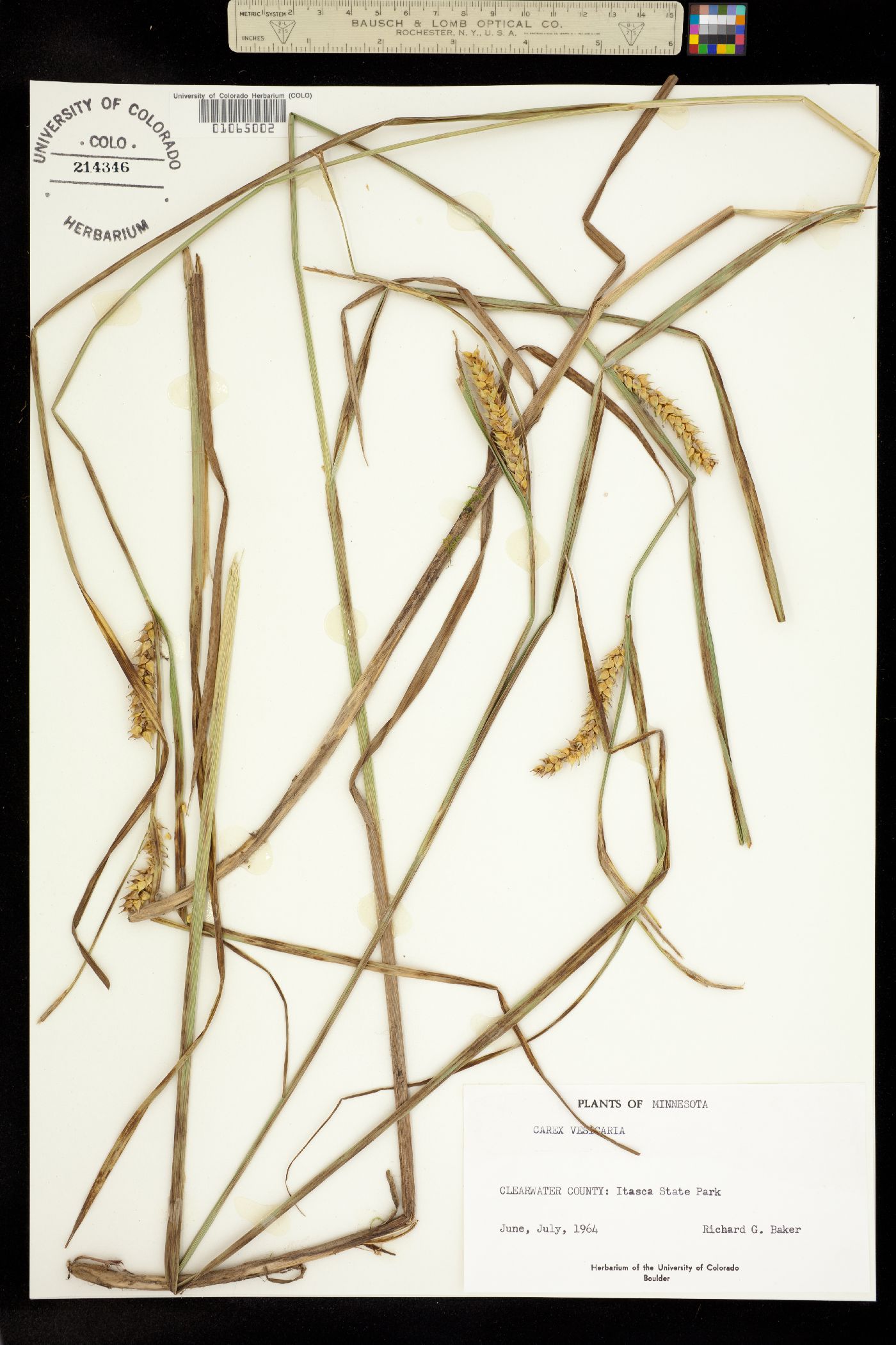 Carex vesicaria image