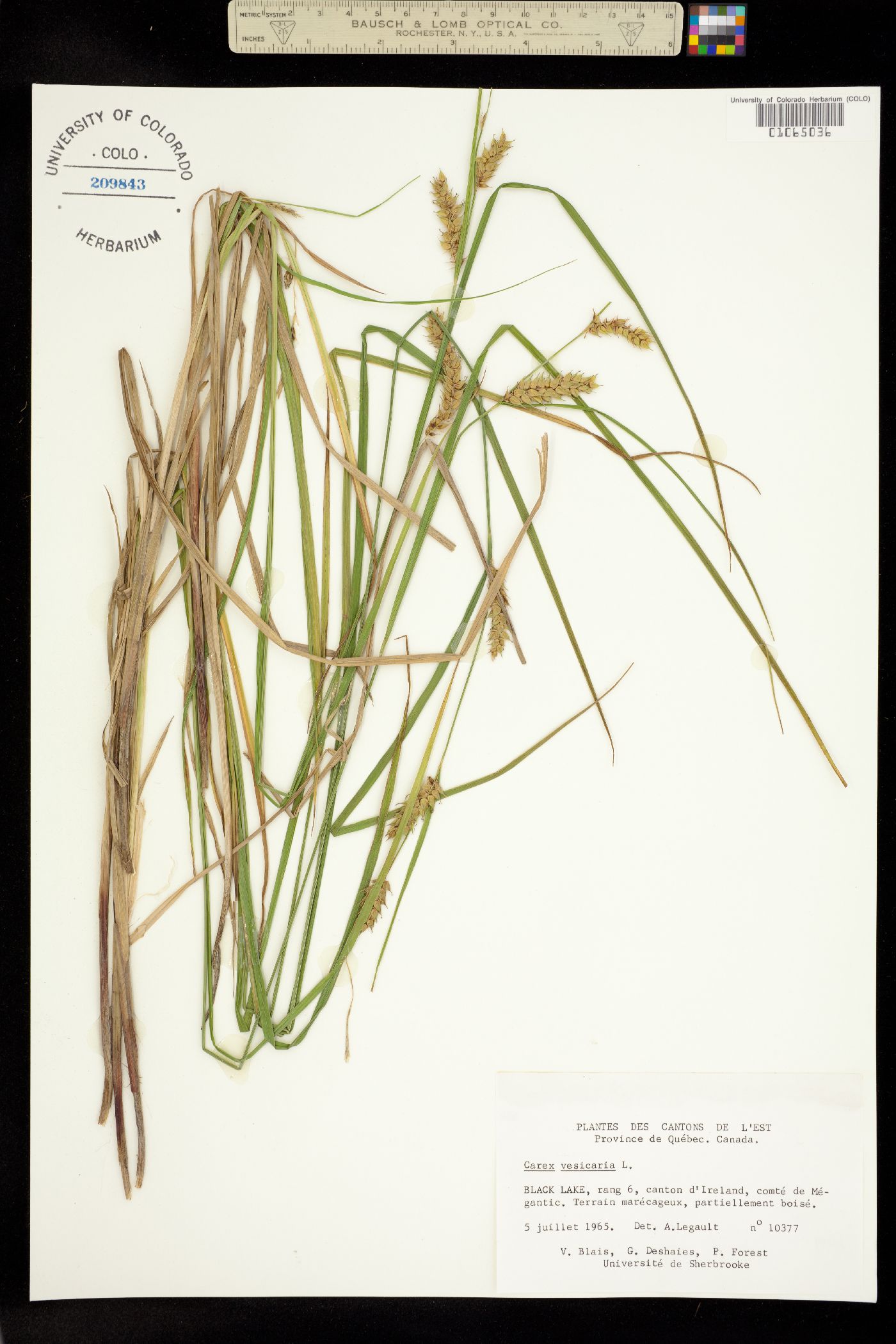 Carex vesicaria image