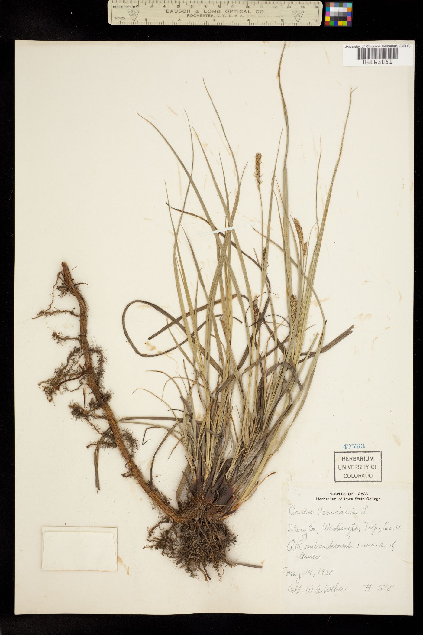 Carex vesicaria image