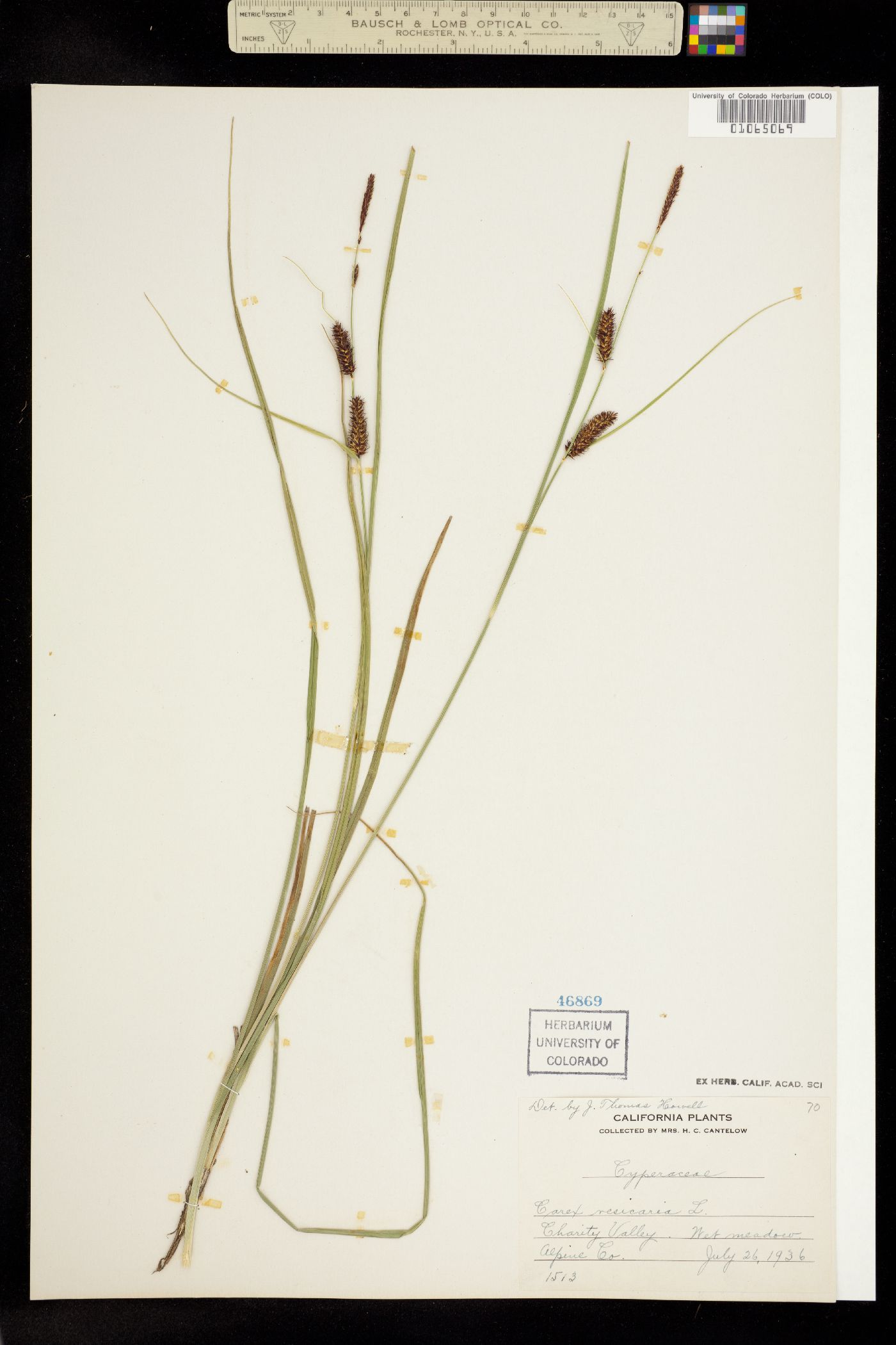Carex vesicaria image