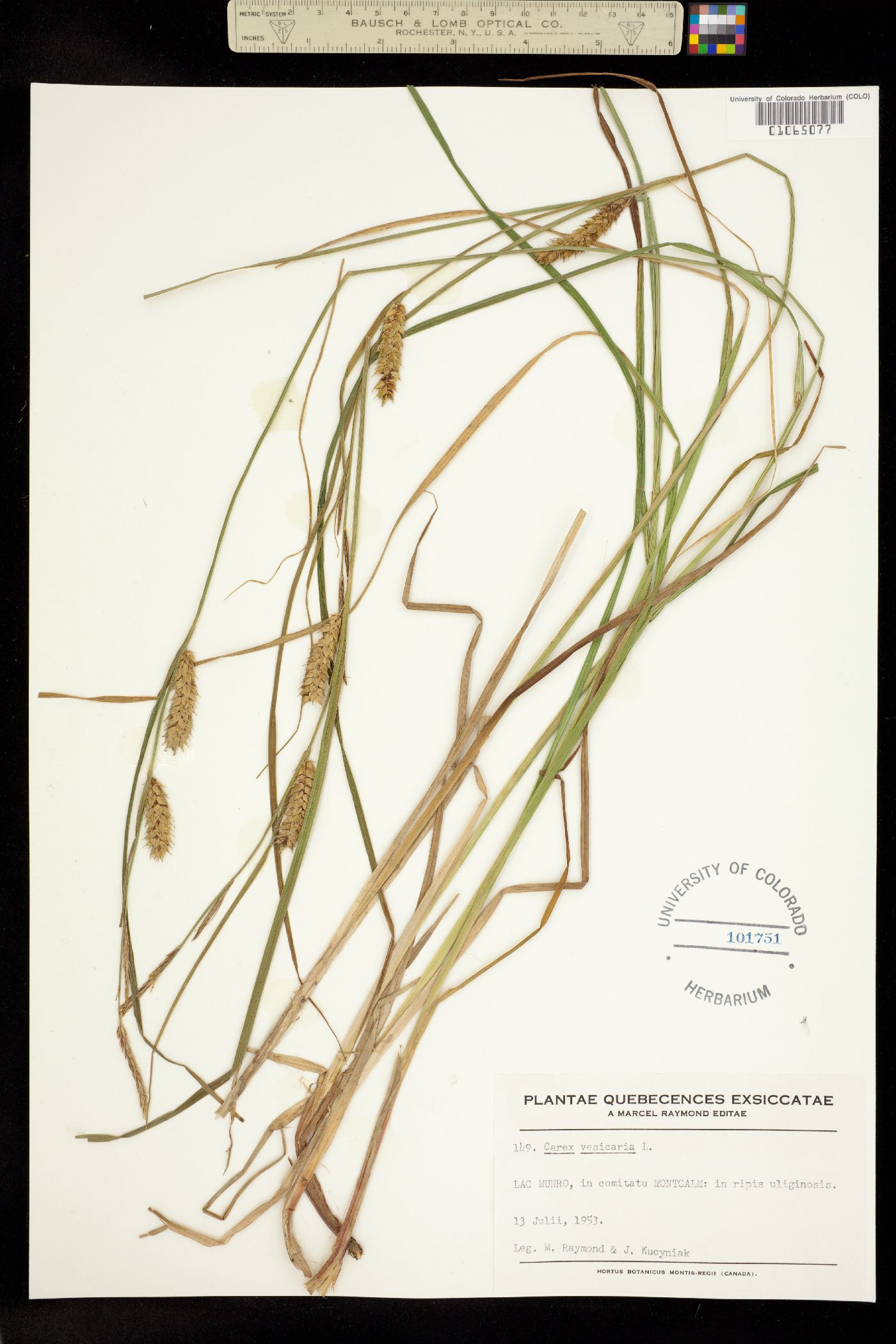 Carex vesicaria image