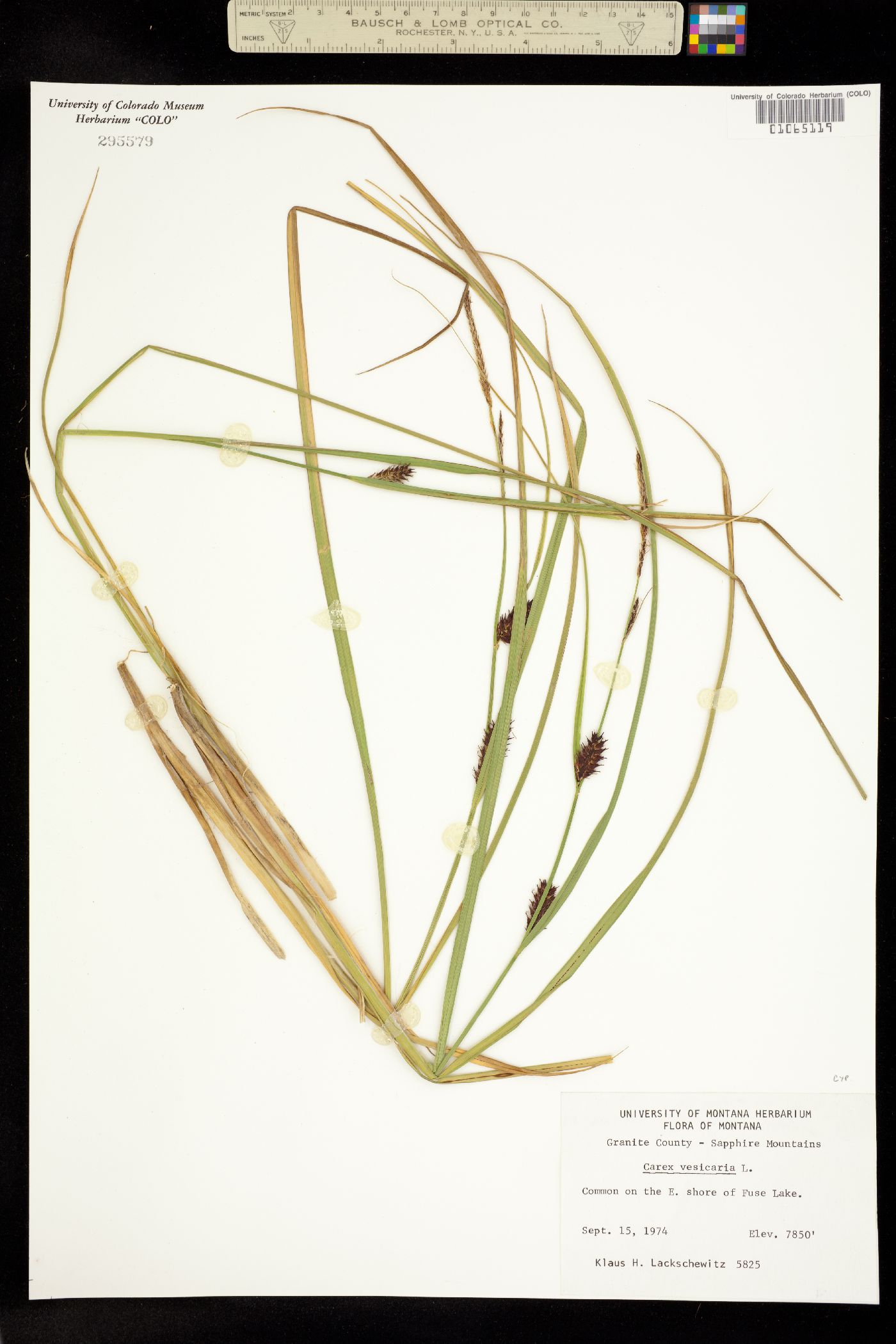 Carex vesicaria image