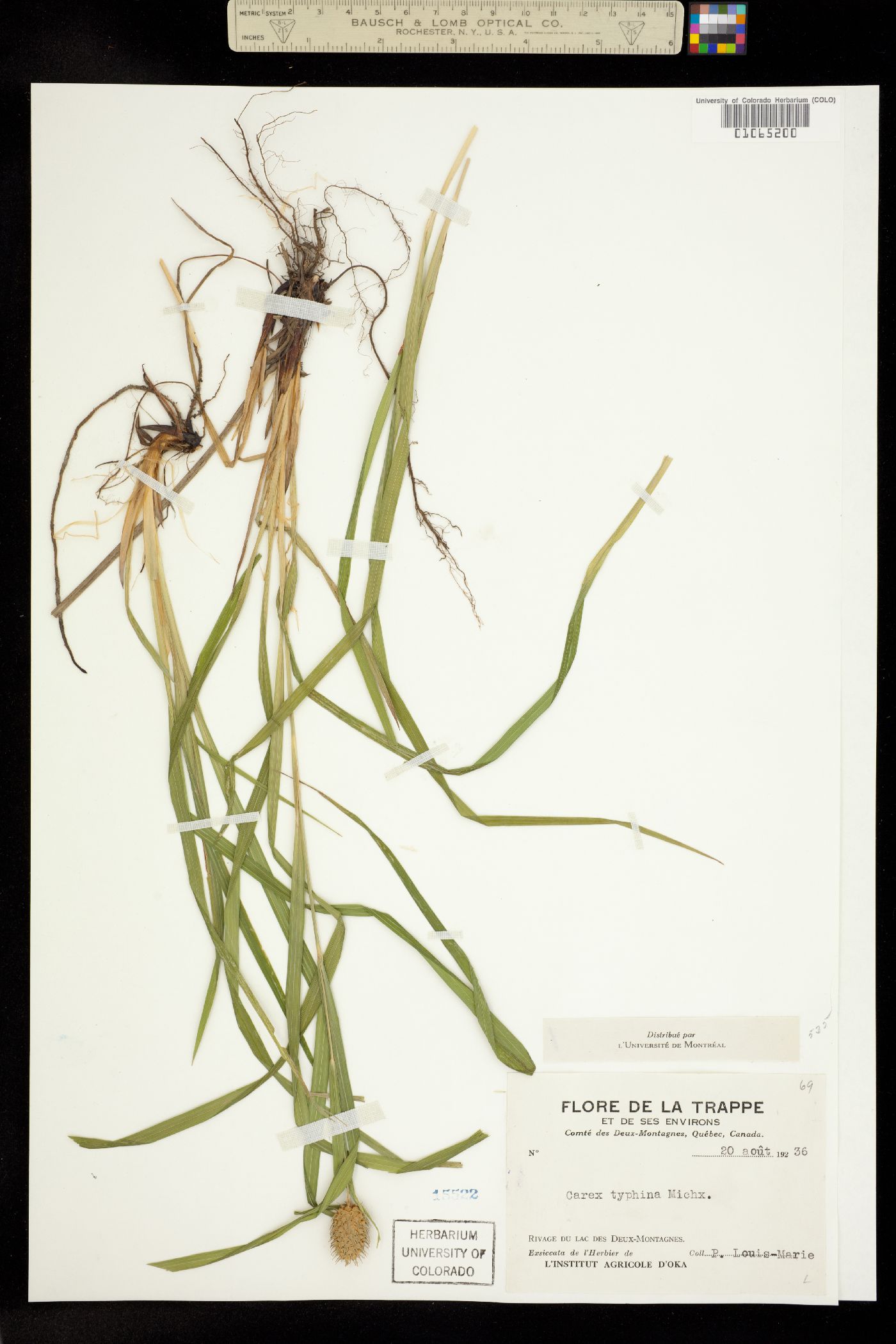 Carex typhina image