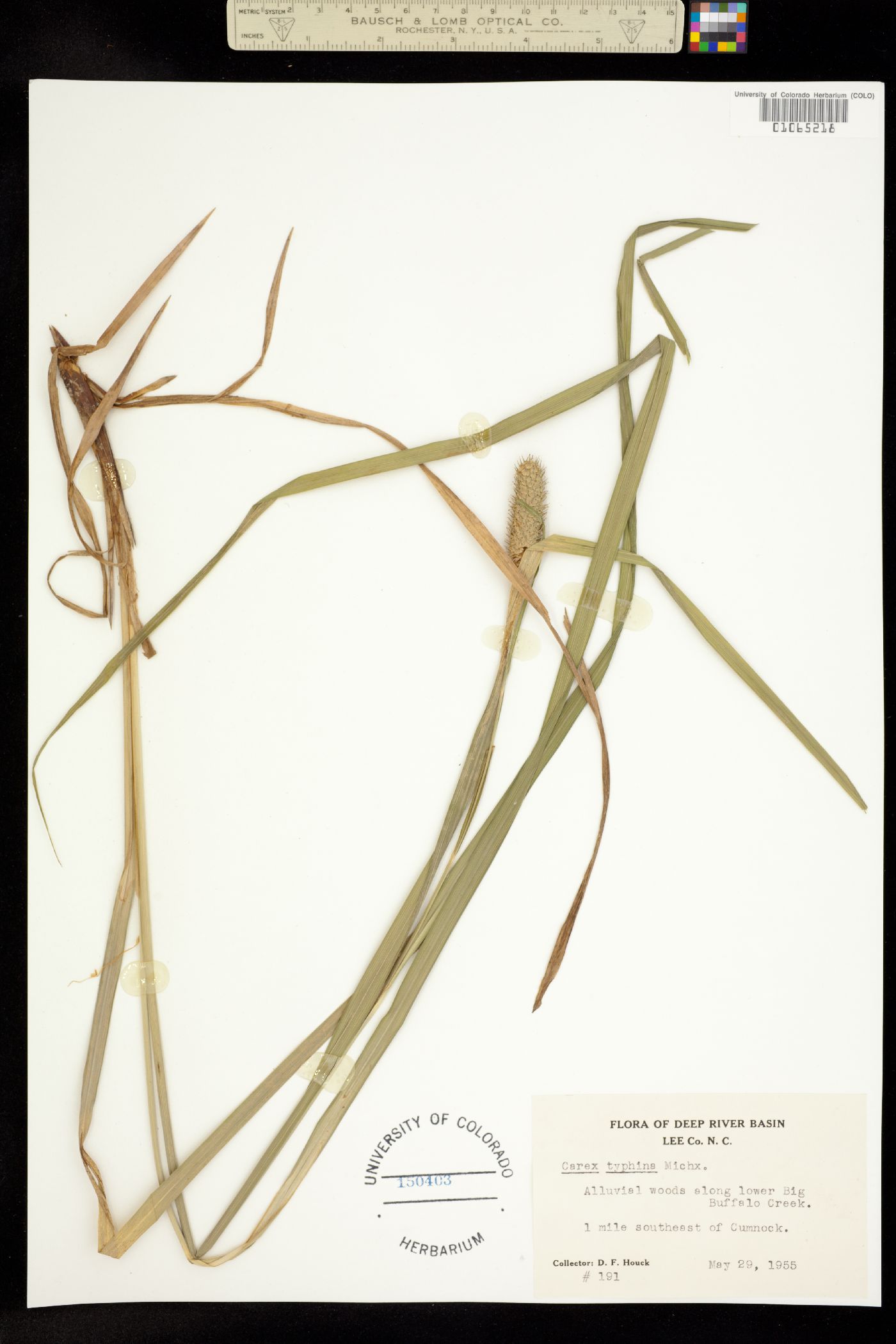 Carex typhina image