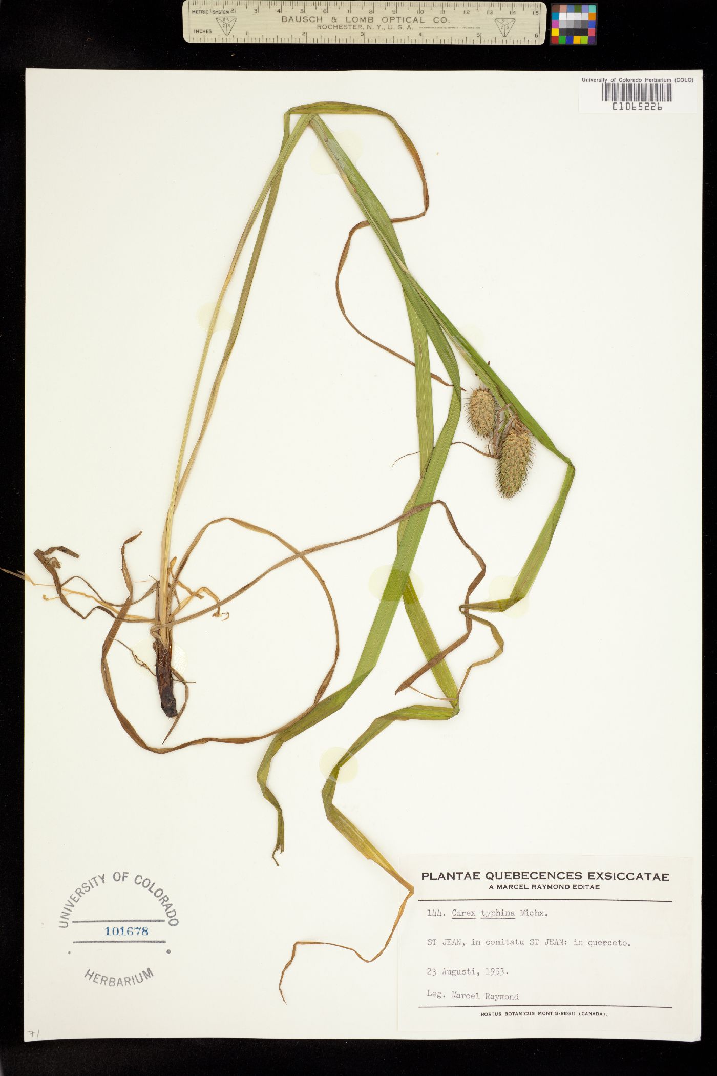 Carex typhina image