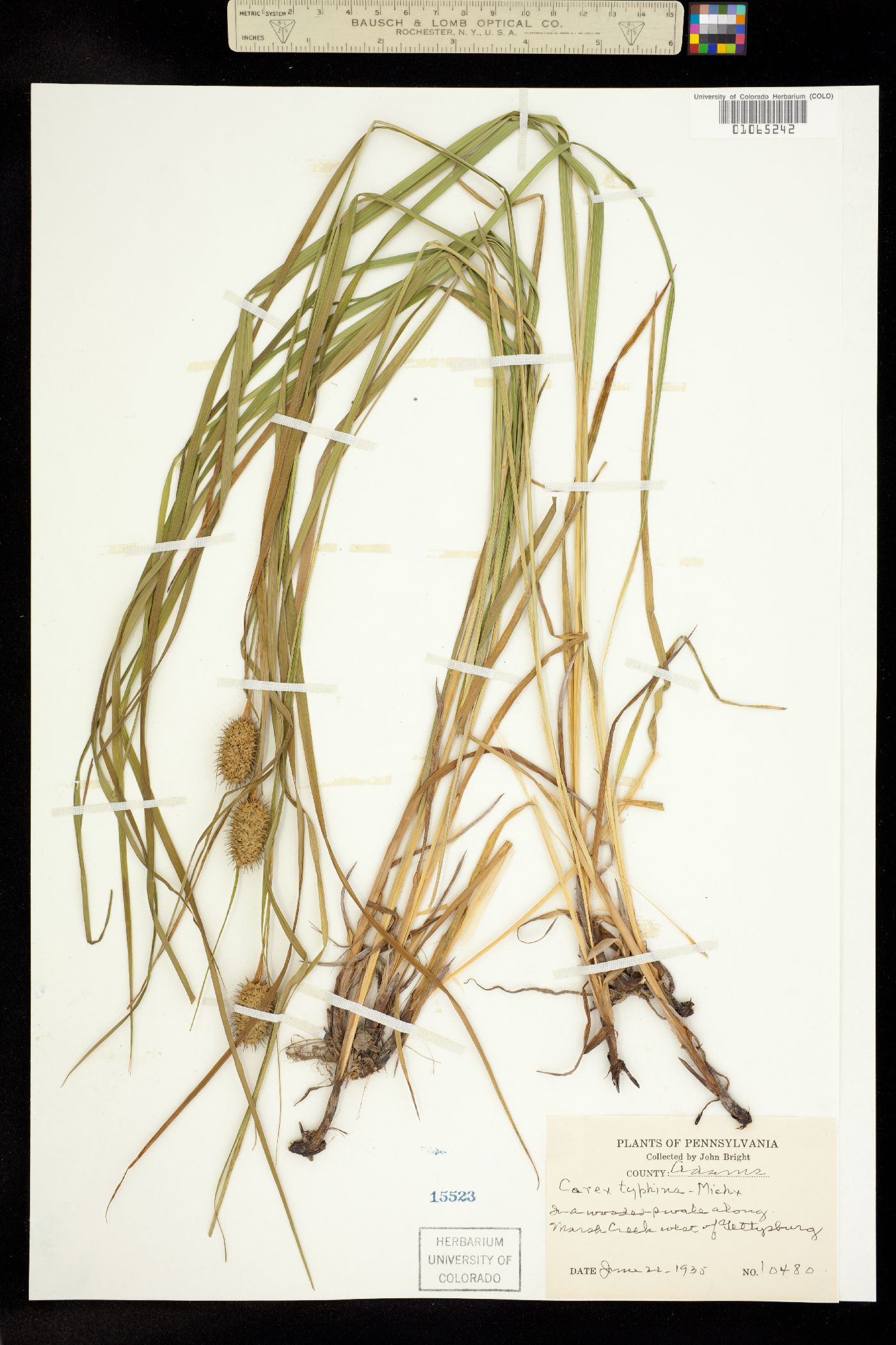 Carex typhina image