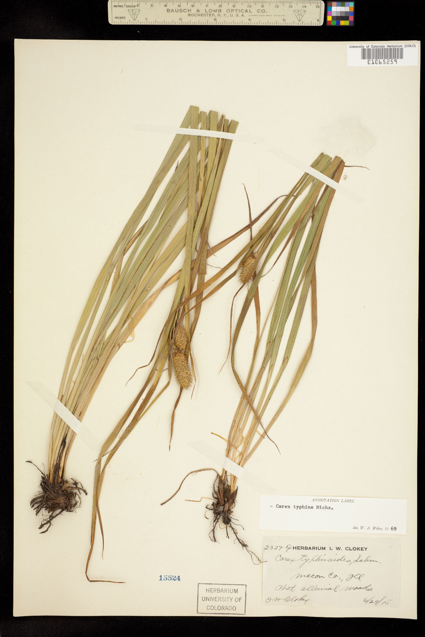 Carex typhina image