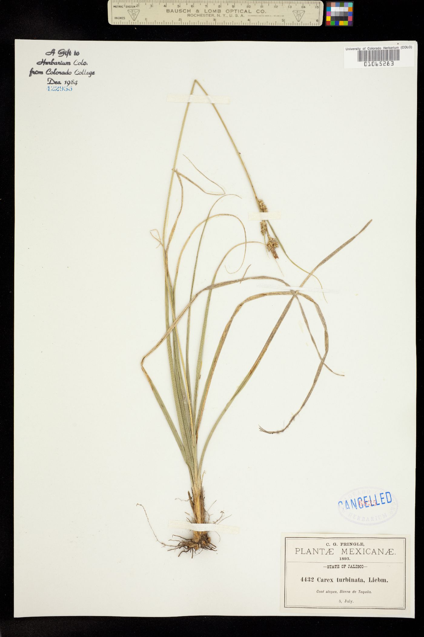 Carex turbinata image