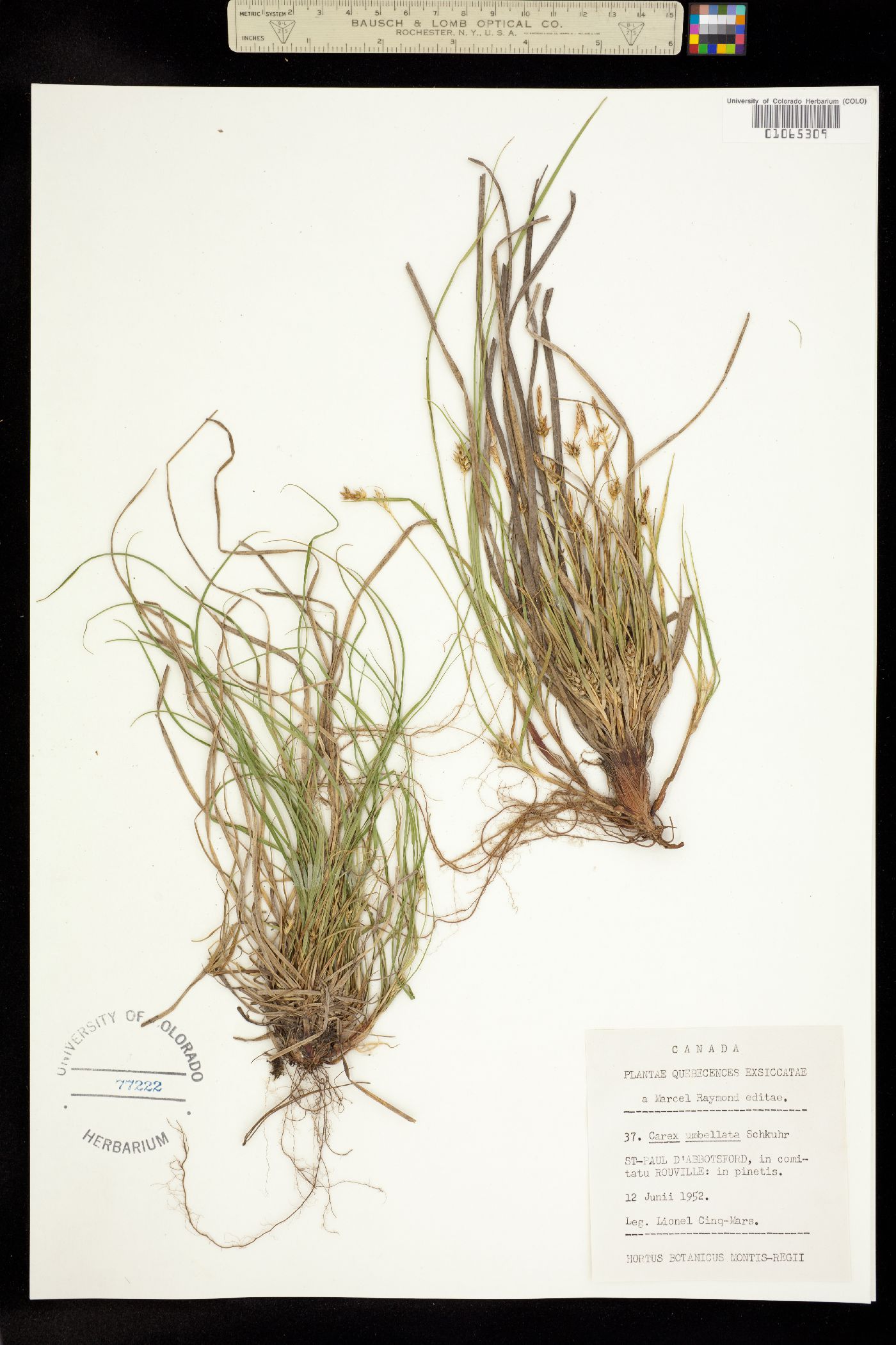 Carex umbellata image